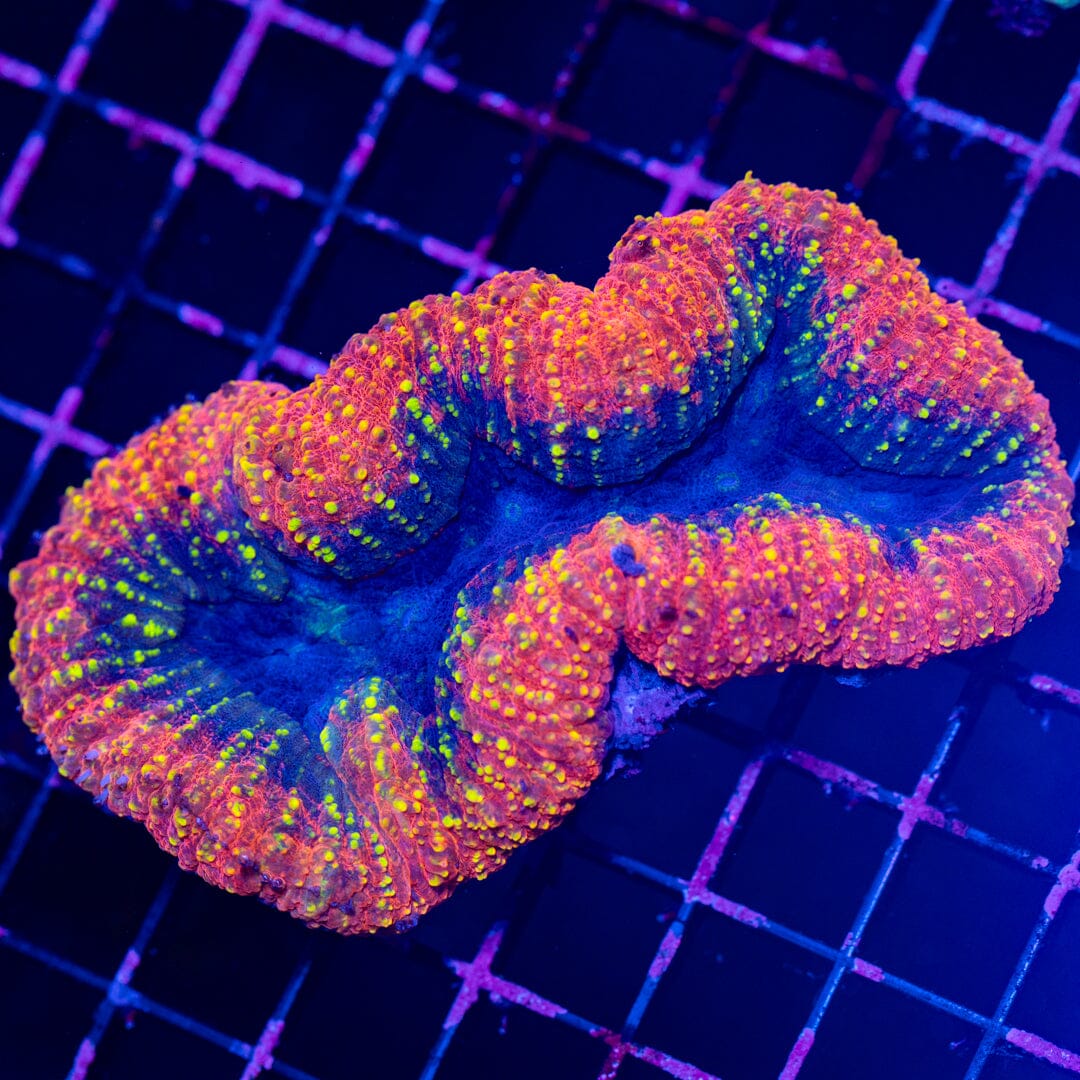 Lobophyllia 11A - WYSIWYG Reef Lounge Norco 