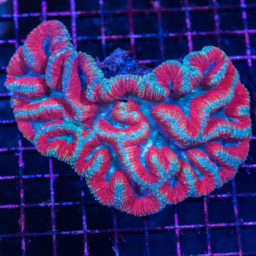 Lobophyllia 12A - WYSIWYG Reef Lounge Norco 