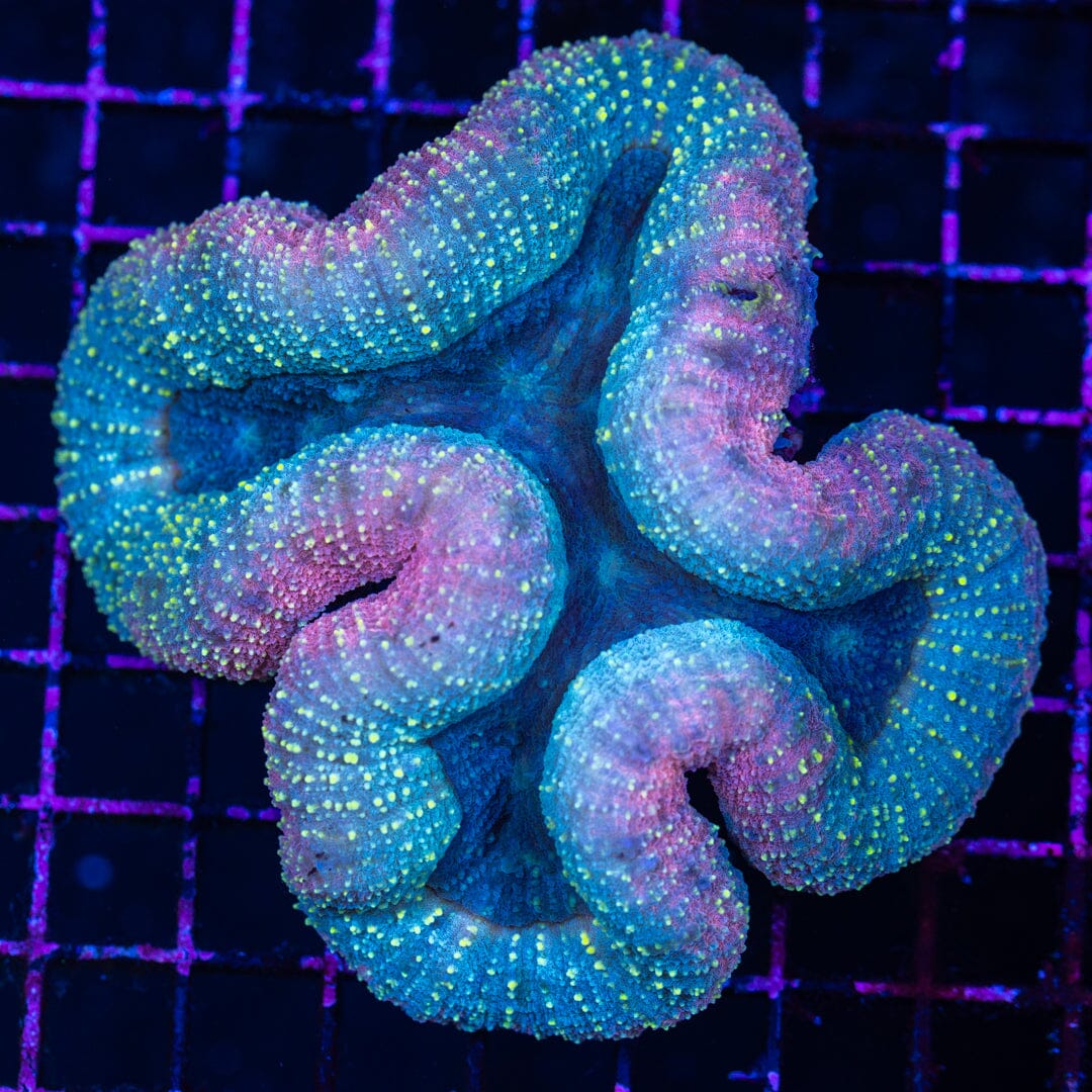 Lobophyllia 13A - WYSIWYG Reef Lounge Norco 