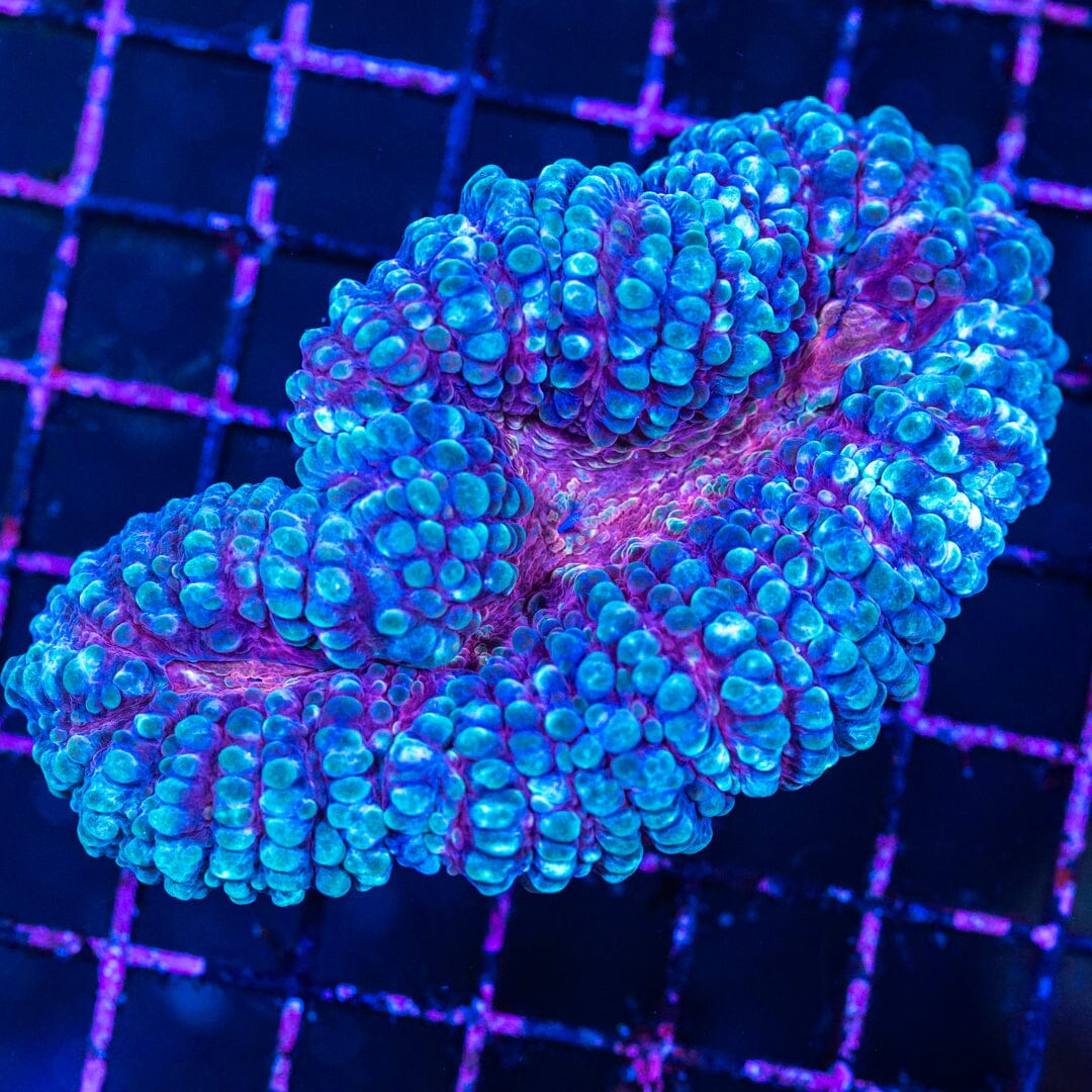 Lobophyllia 1A - WYSIWYG Reef Lounge Norco 