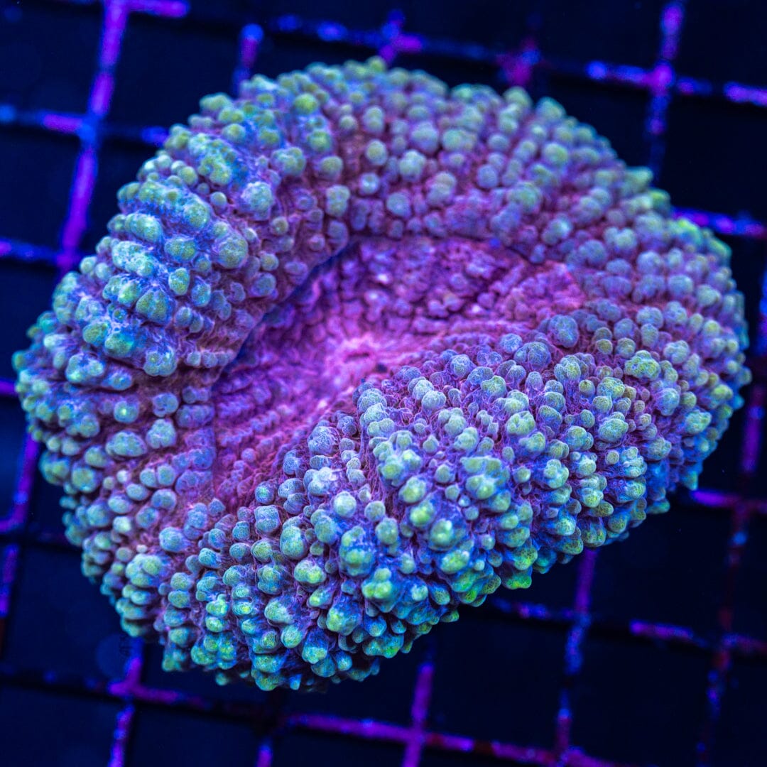 Lobophyllia 3A - WYSIWYG Reef Lounge Norco 