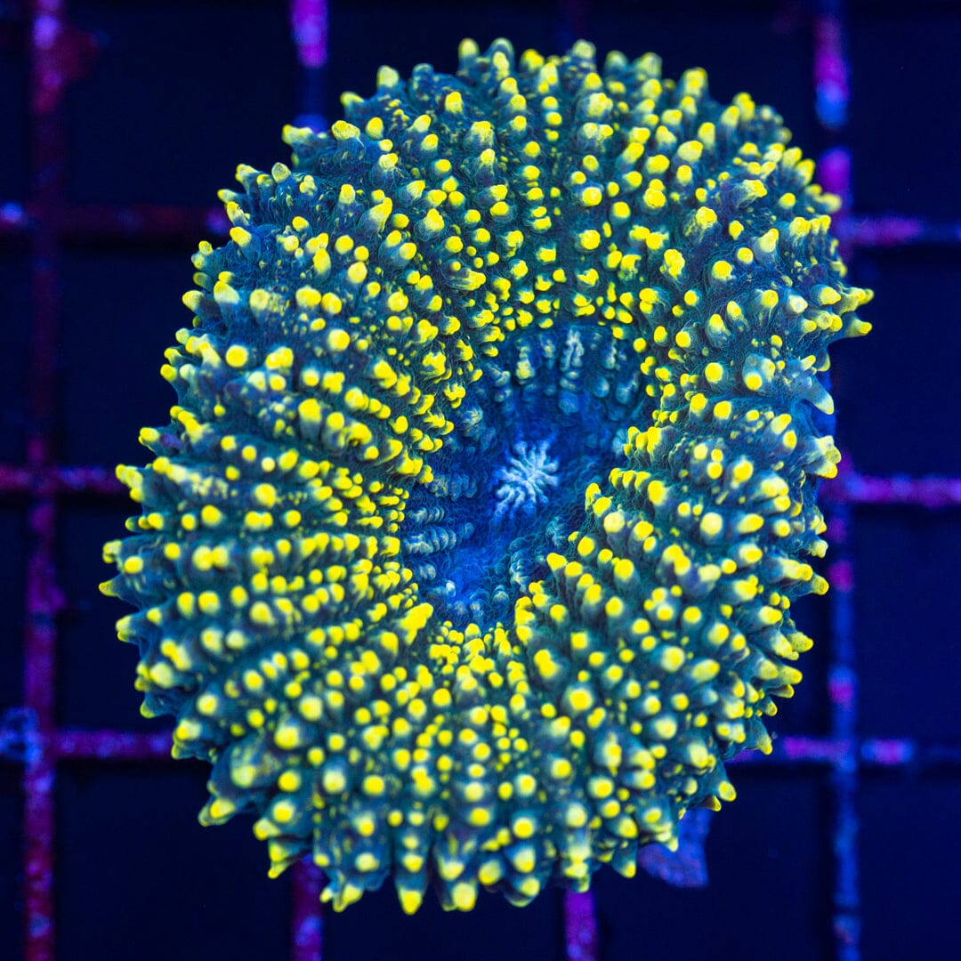 Lobophyllia 6A - WYSIWYG Reef Lounge Norco 