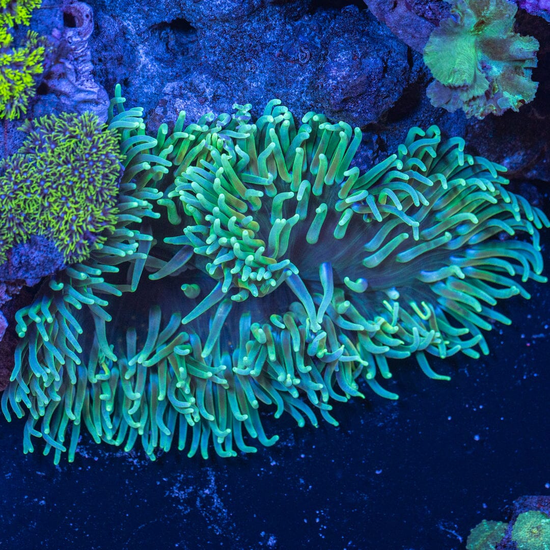 Long Tentacle Anemone 4A - WYSIWYG Reef Lounge Coral 