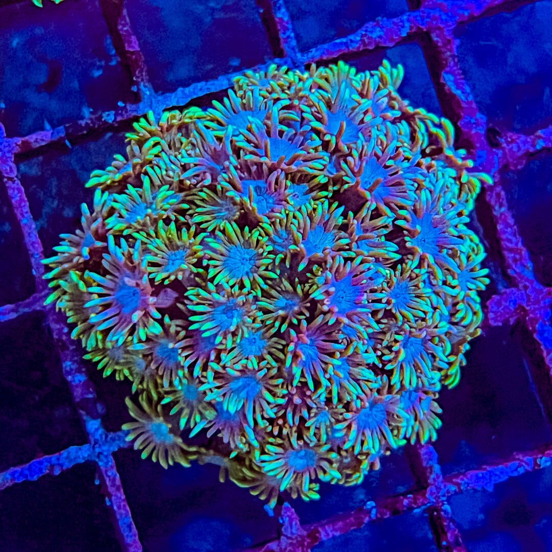 Long Tentacle Goniopora (Blue/Green Colony) - XL Frag Reef Lounge Coral 