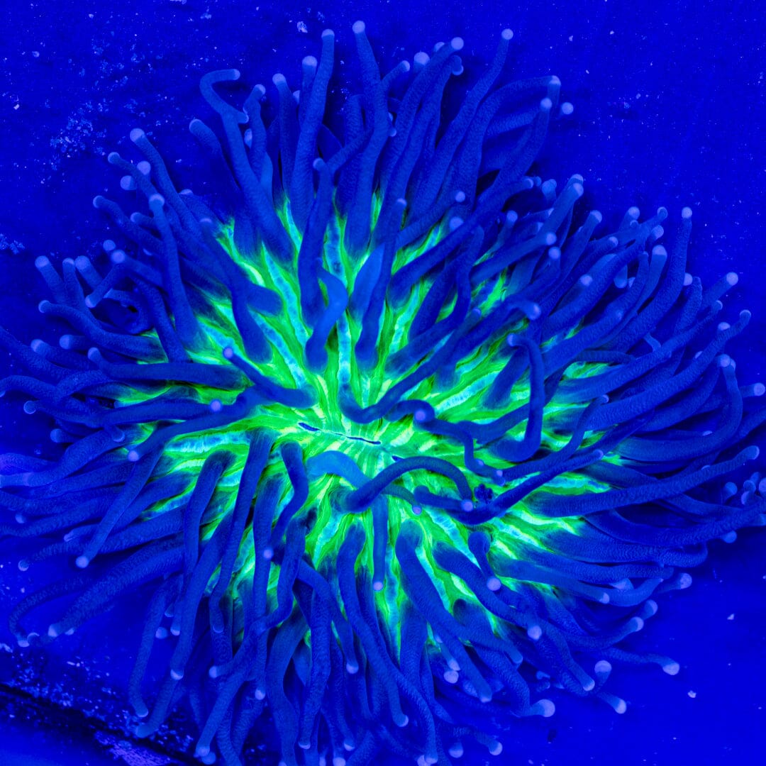 Long Tentacle Plate 4B - WYSIWYG Reef Lounge Coral 