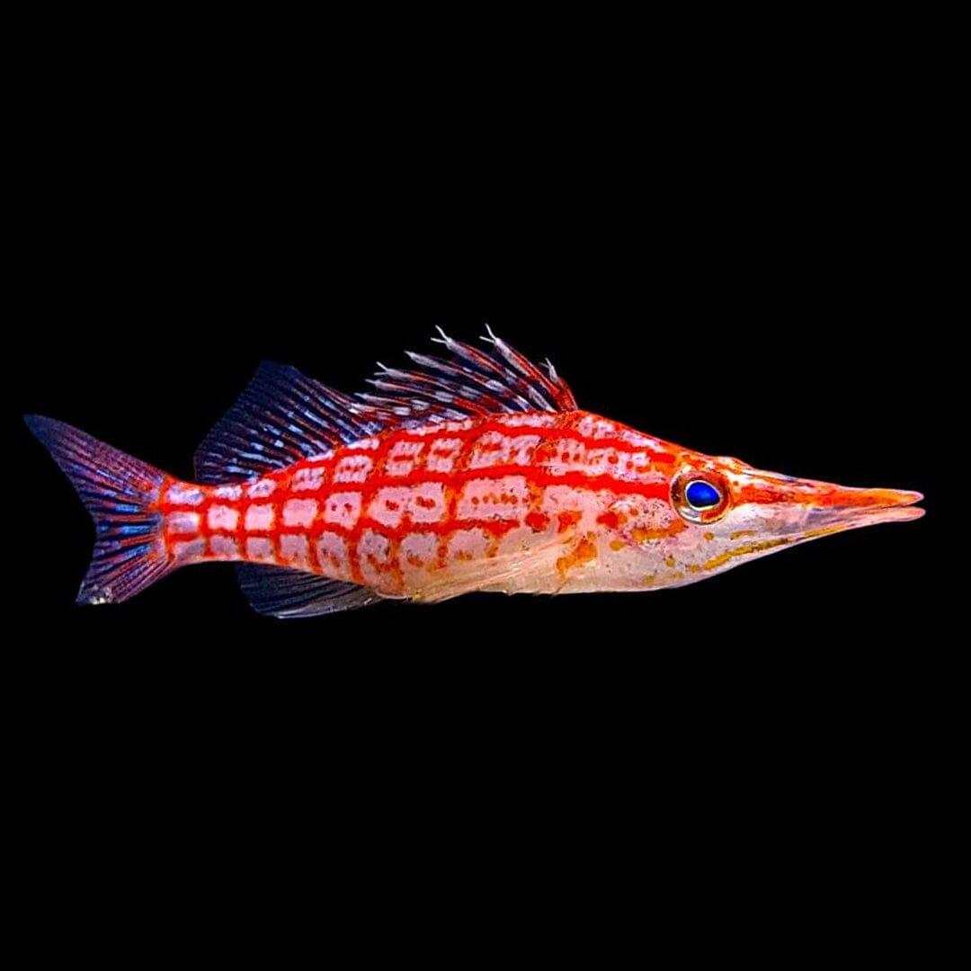 Longnose Hawkfish Fish Reef Lounge USA 