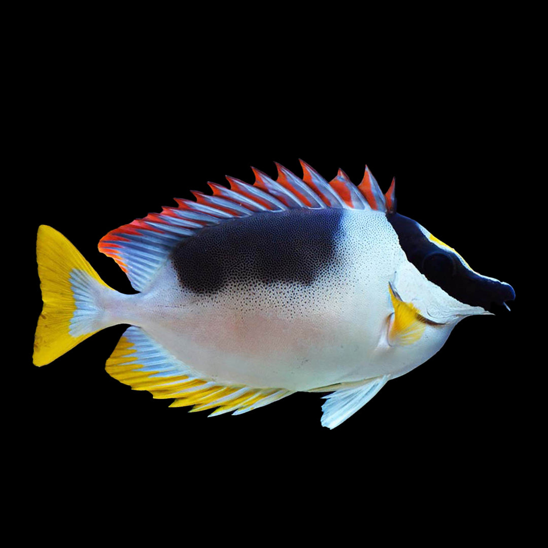 Magnificent Foxface Rabbitfish