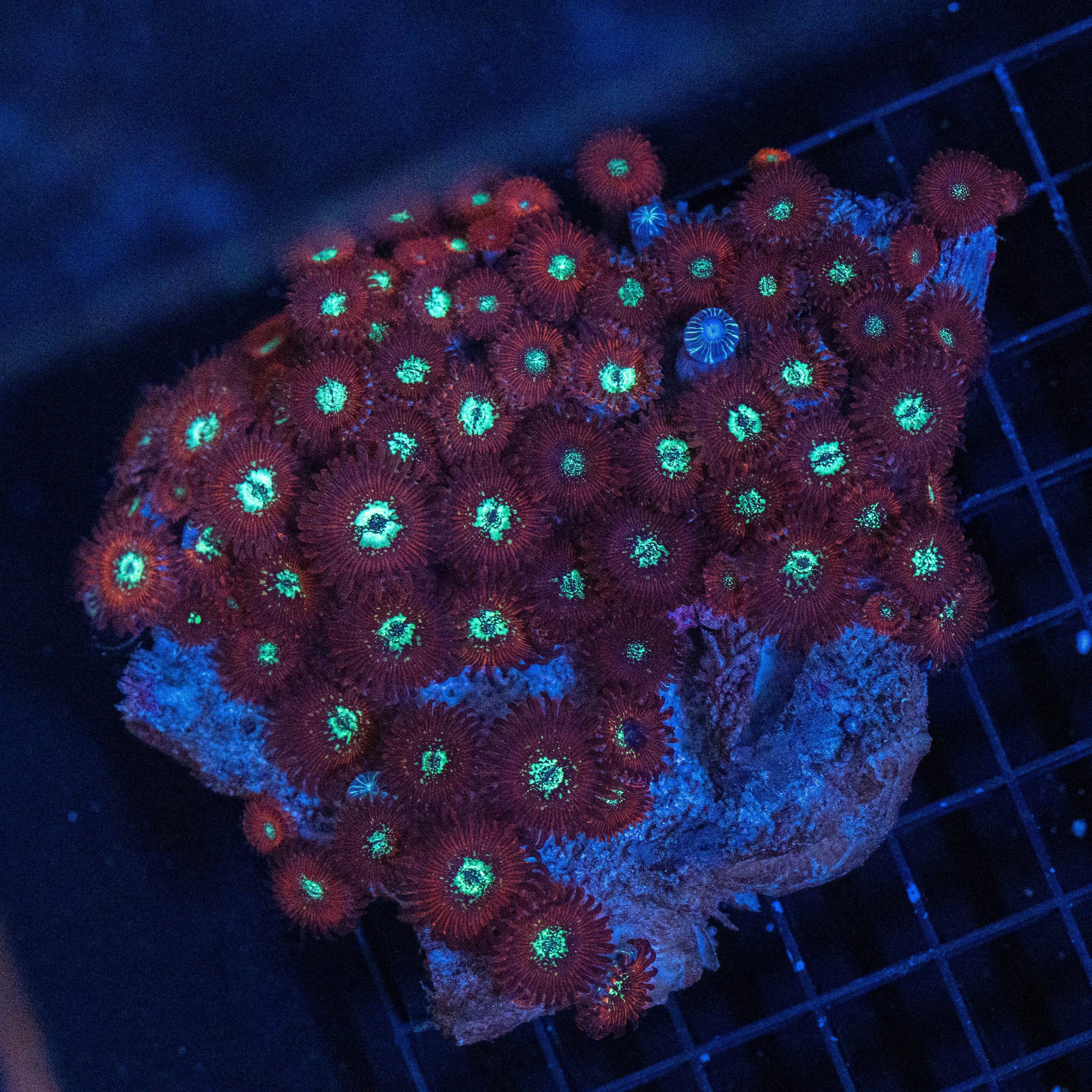 Magician Zoanthid Colony - WYSIWYG Reef Lounge Norco 