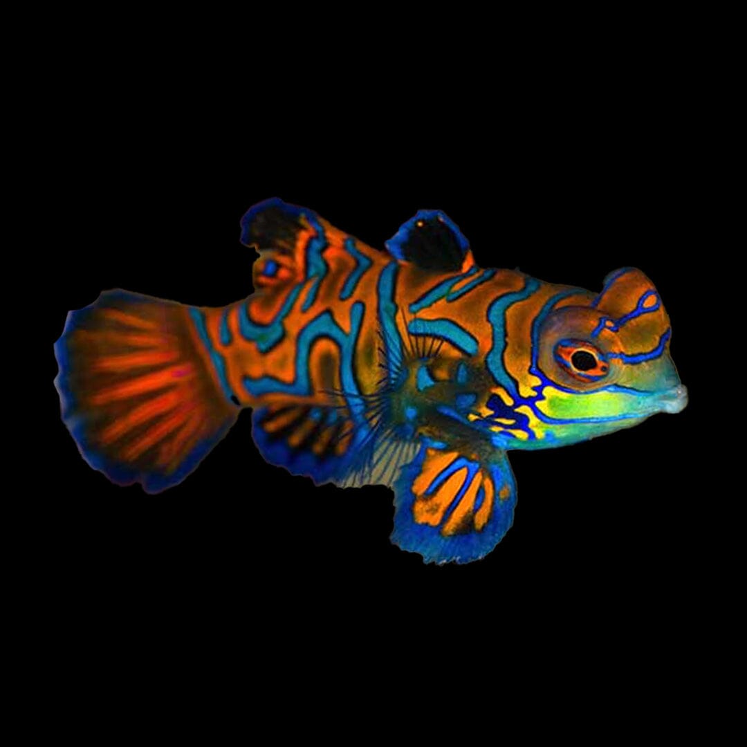 Mandarin Dragonet Fish Reef Lounge USA 