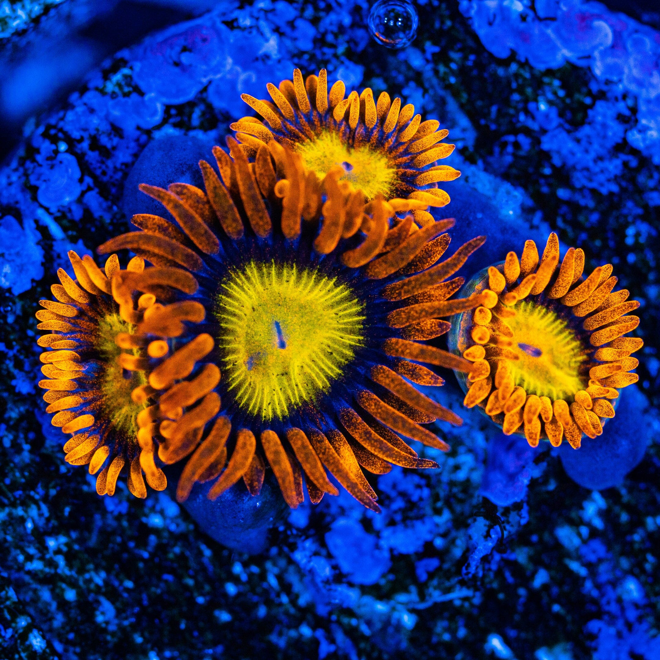 Mandarin Orange Zoanthids Zoa Reef Lounge USA 