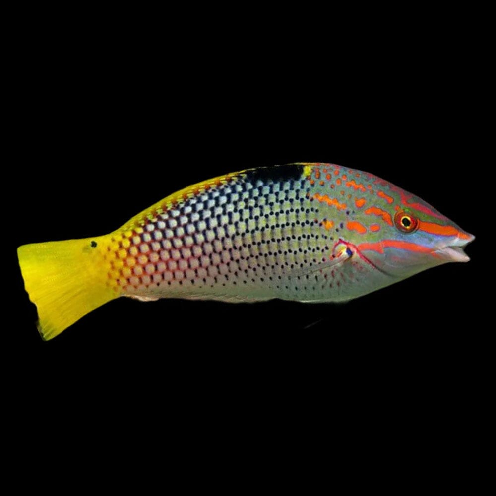 Marble/Hortulanus Wrasse Fish Reef Lounge Coral 