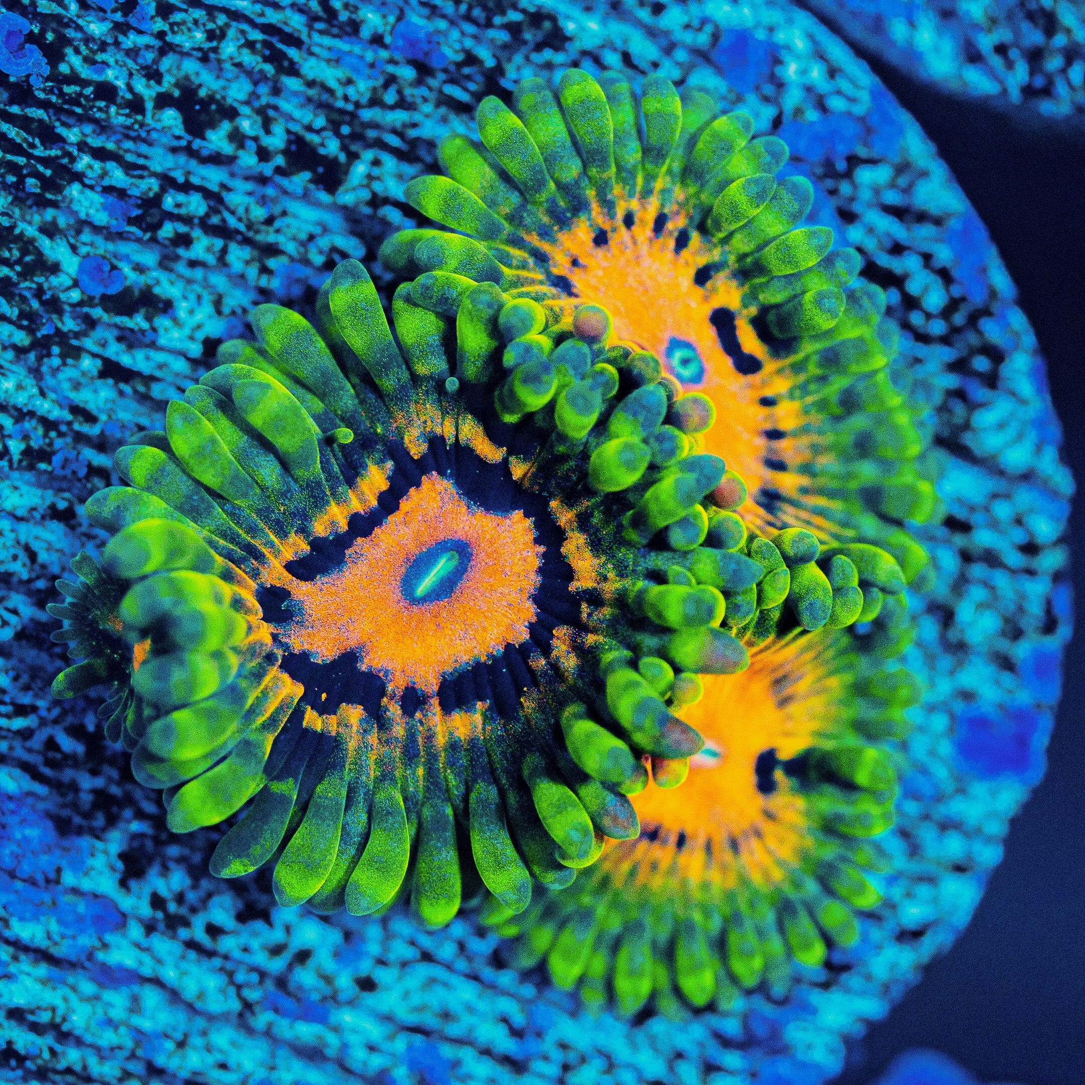 Marvin The Martian Zoanthids Soft Coral Reef Lounge USA 