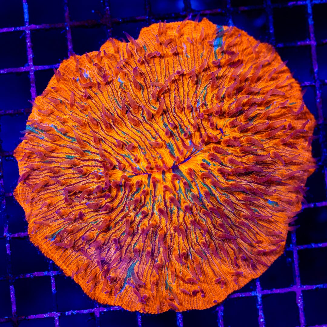 MASSIVE XL Plate Coral - WYSIWYG LPS Coral Reef Lounge USA 