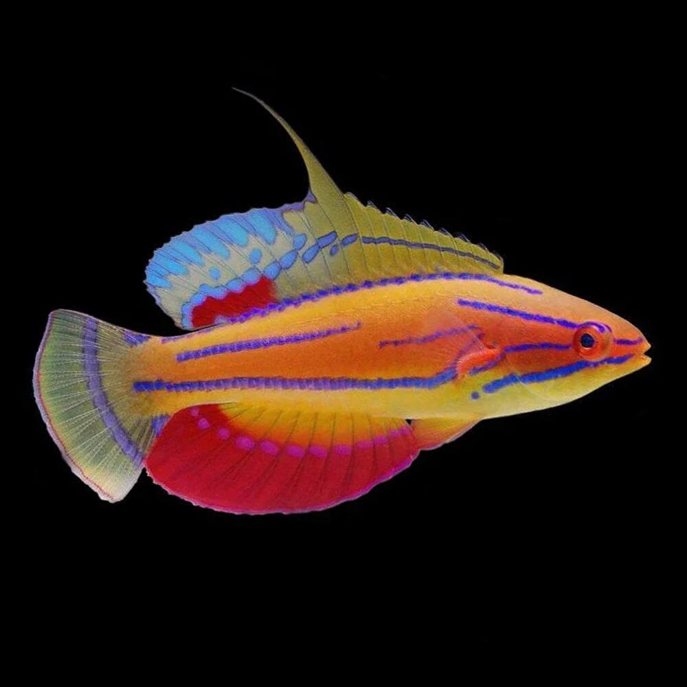 McCosker's Flasher Wrasse Fish Reef Lounge USA 