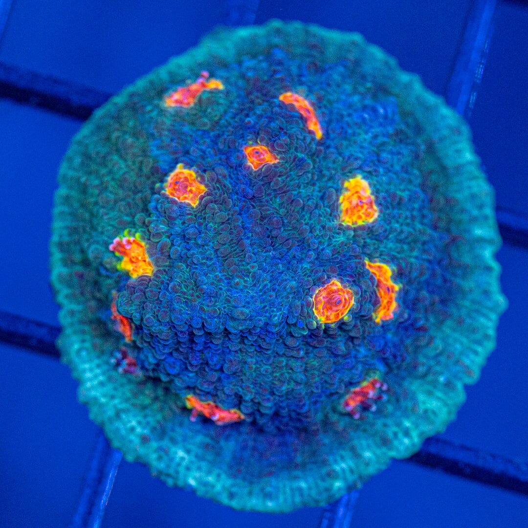 Miami Hurricane Chalice 1A - WYSIWYG Reef Lounge Coral 