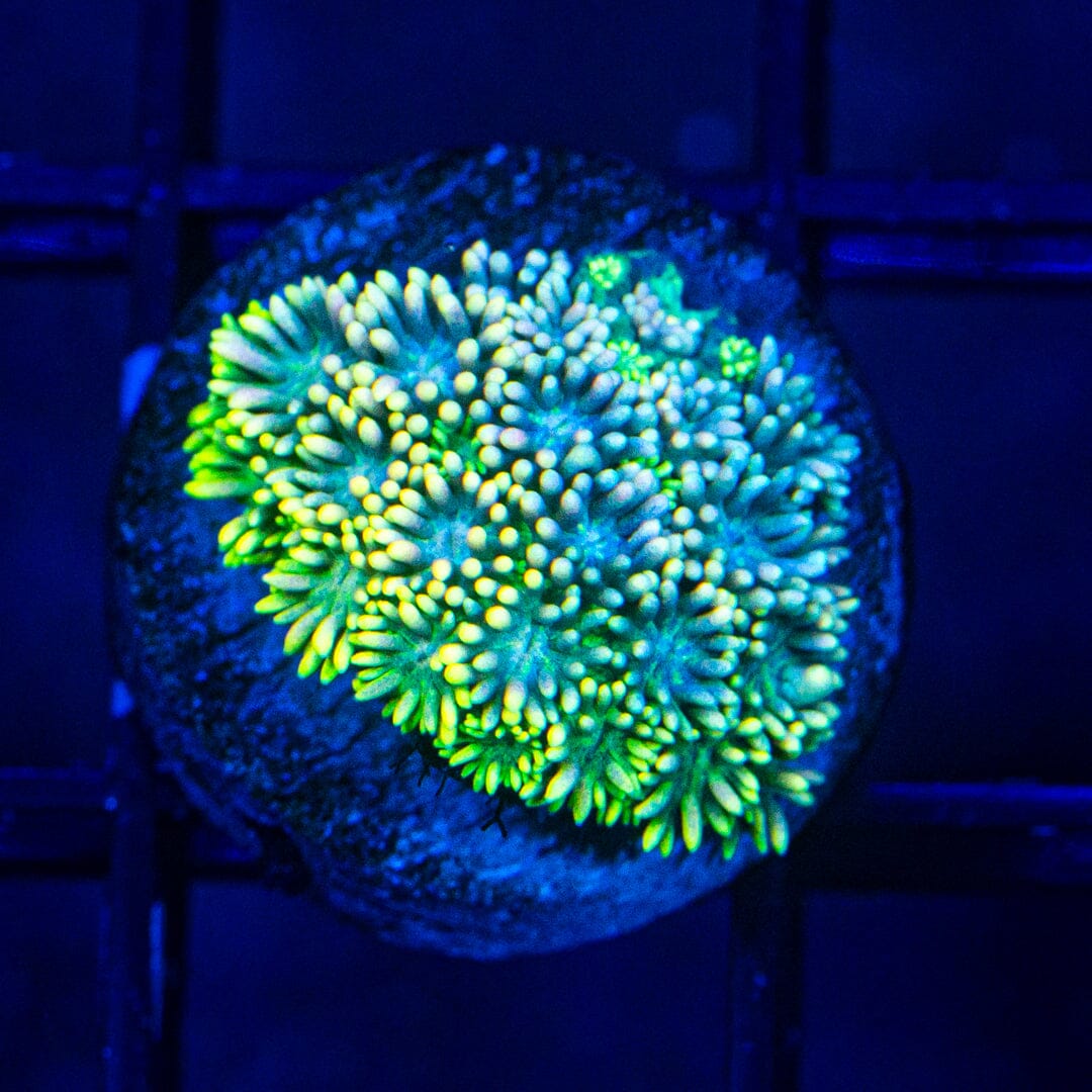 Micro Goniopora - WYSIWYG Frag Reef Lounge Norco 