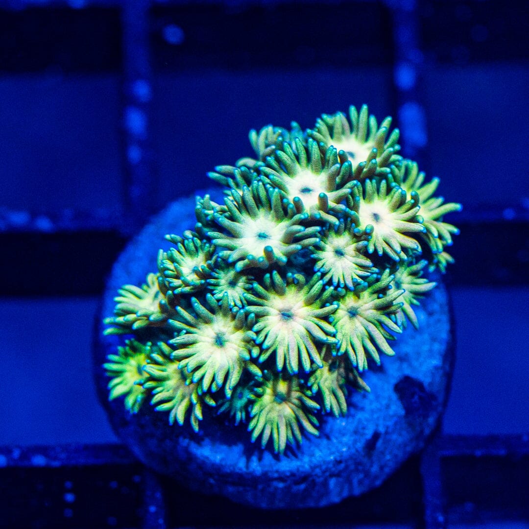 Micro Goniopora - WYSIWYG Frag Reef Lounge Norco 