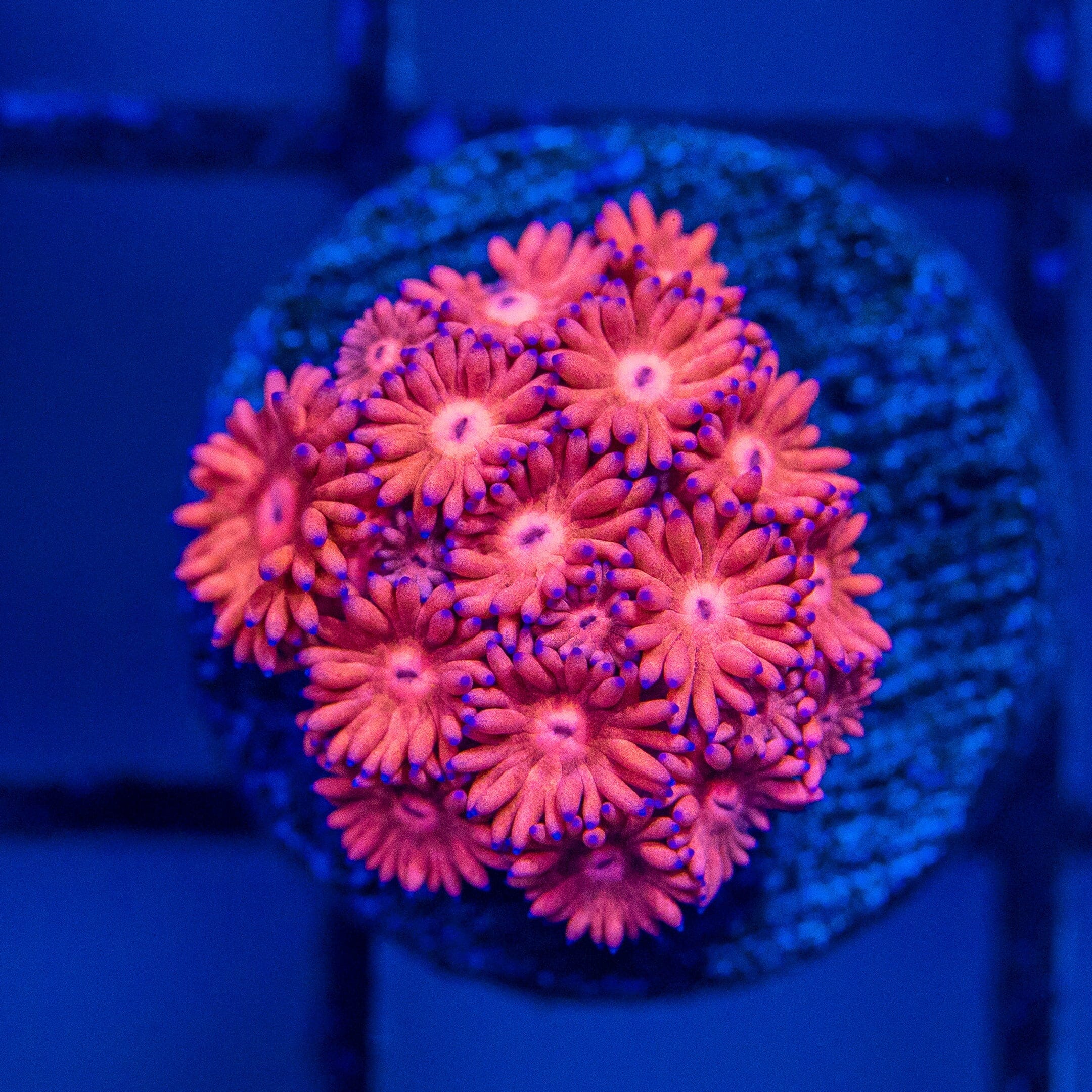 Micro Goniopora - WYSIWYG Frag Reef Lounge Norco 