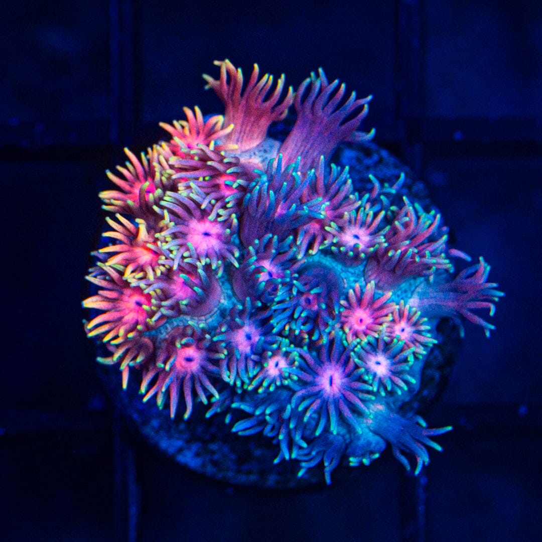 Micro Goniopora - WYSIWYG Frag Reef Lounge Norco 