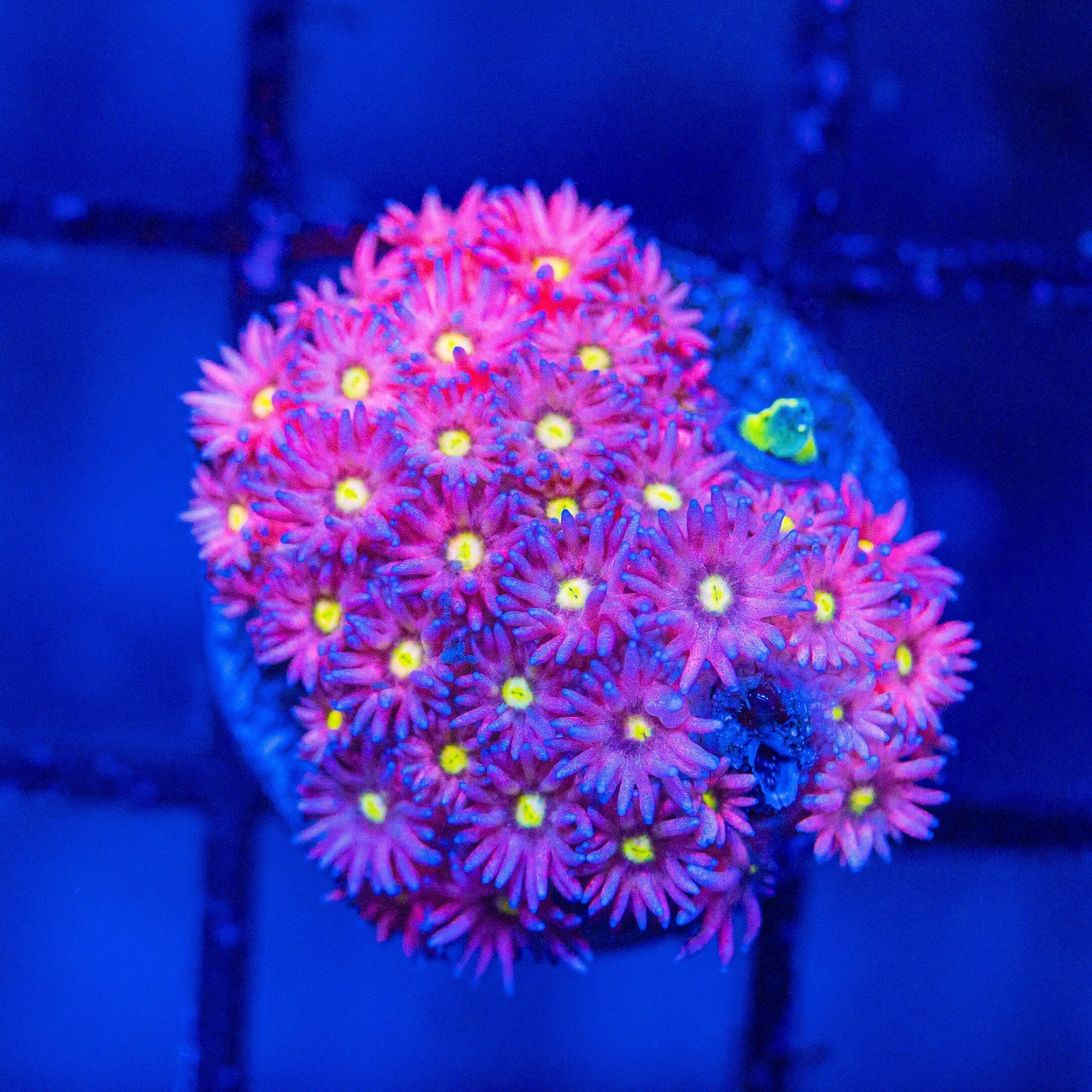 Micro Goniopora - WYSIWYG Frag Reef Lounge Norco 