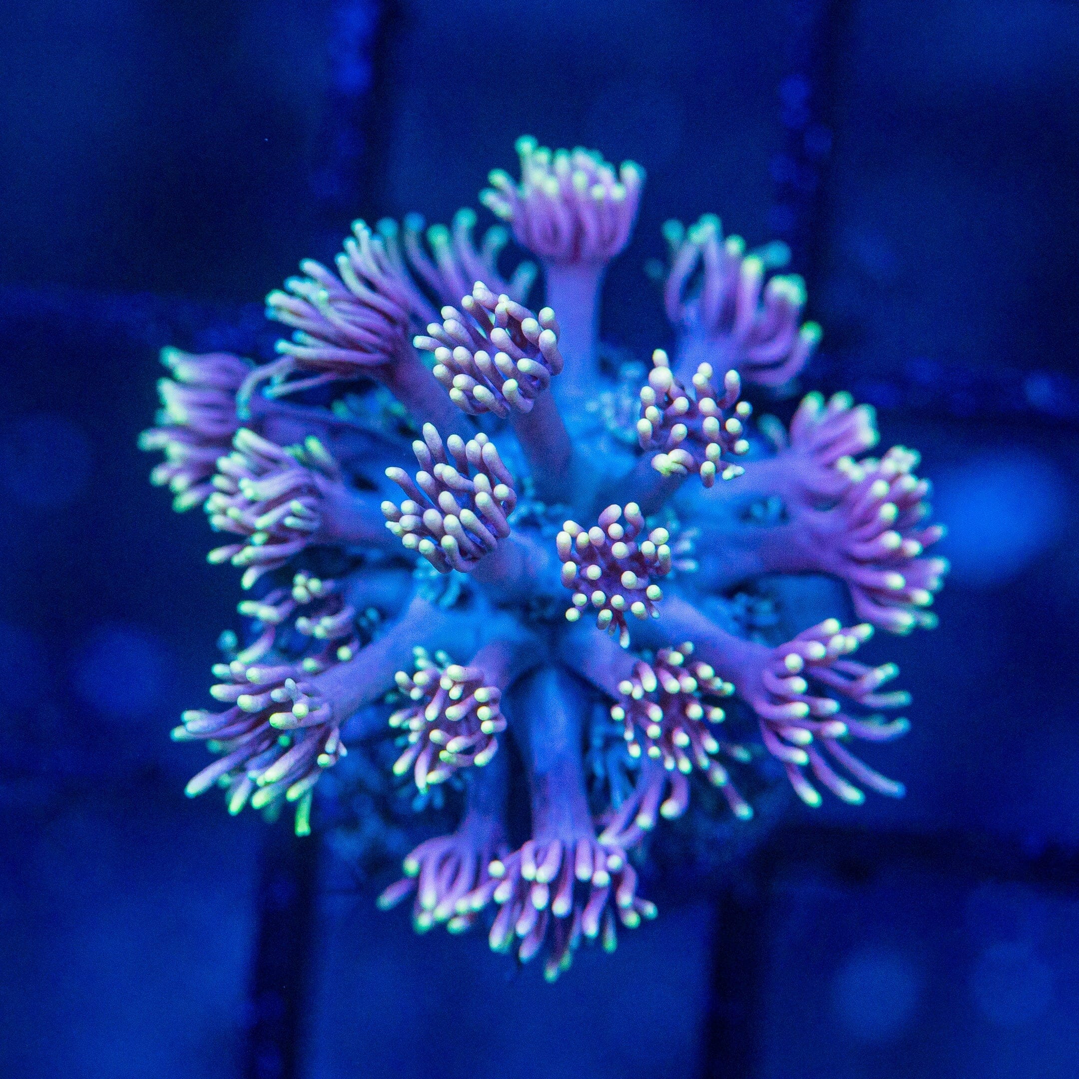 Micro Goniopora - WYSIWYG Frag Reef Lounge Norco 