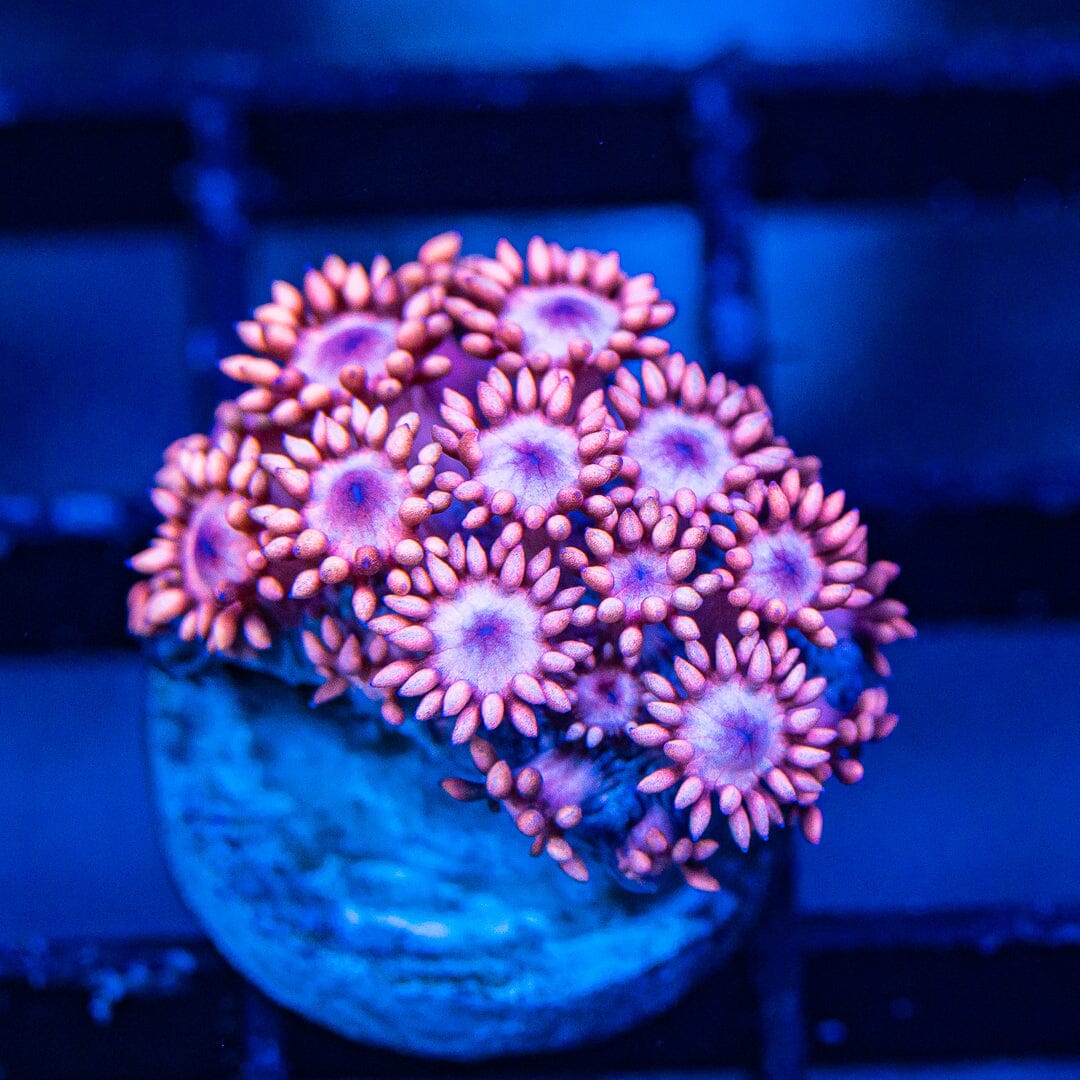 Micro Goniopora - WYSIWYG Frag Reef Lounge Norco 