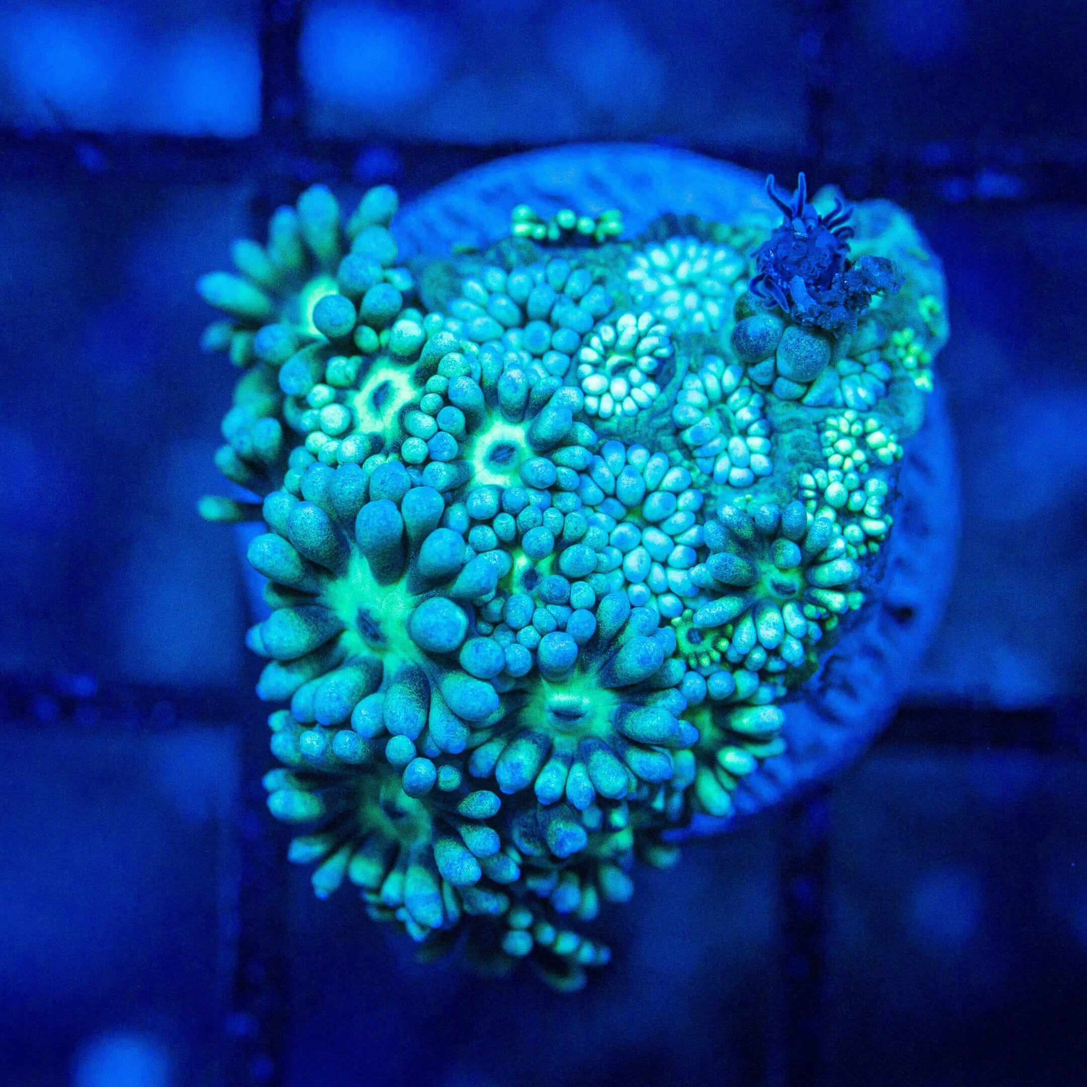 Micro Goniopora - WYSIWYG Frag Reef Lounge Norco 