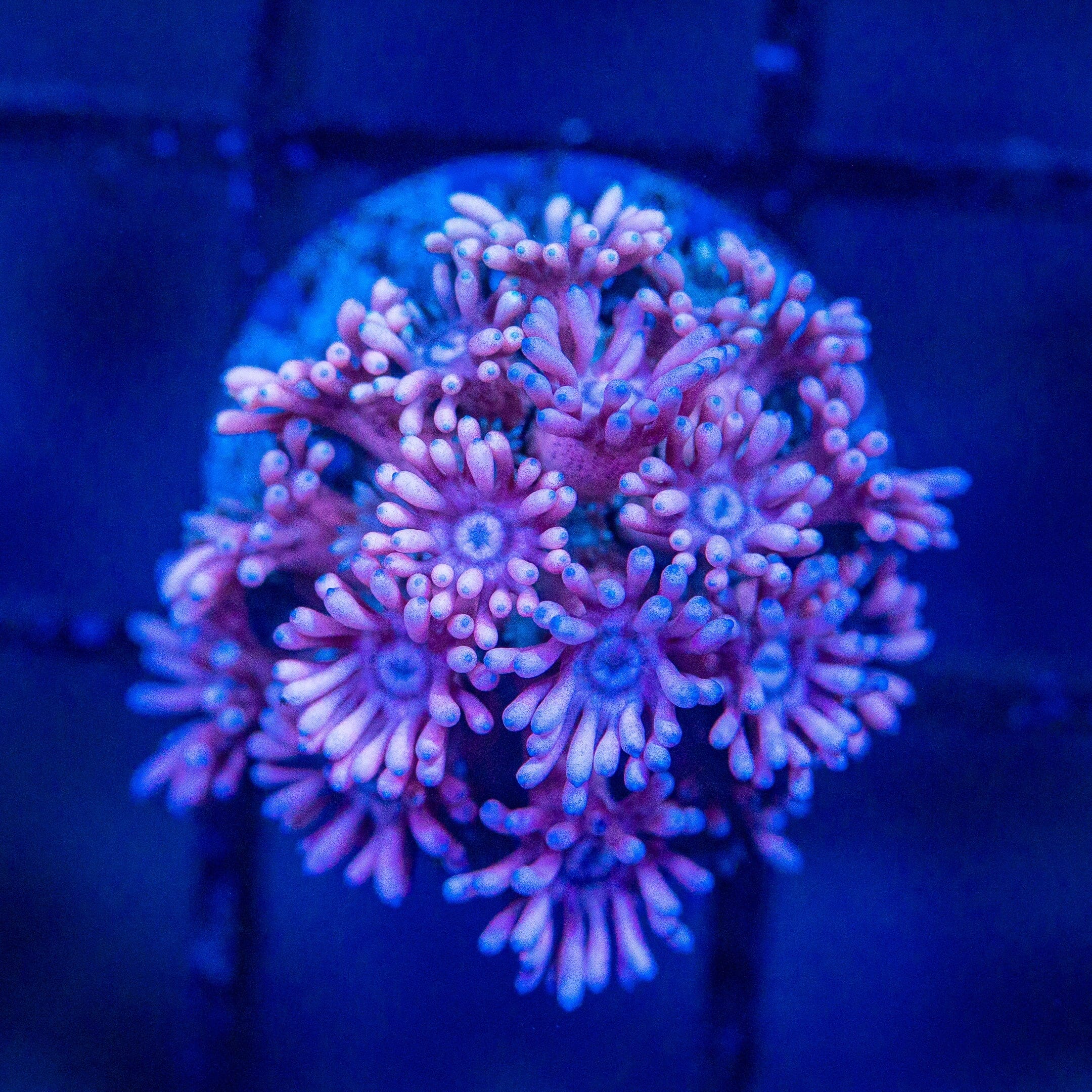 Micro Goniopora - WYSIWYG Frag Reef Lounge Norco 