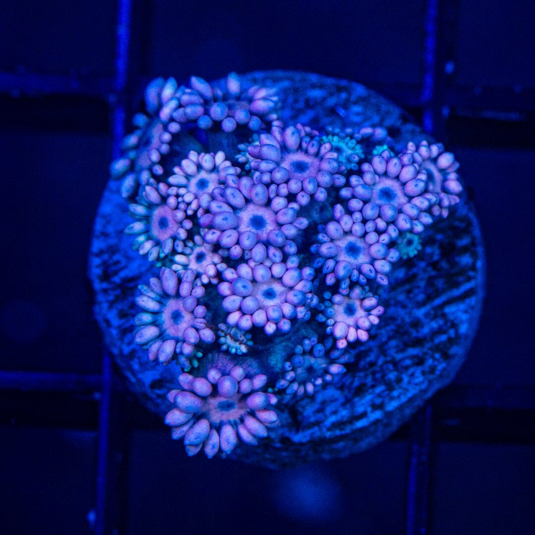 Micro Goniopora - WYSIWYG Frag Reef Lounge Norco 