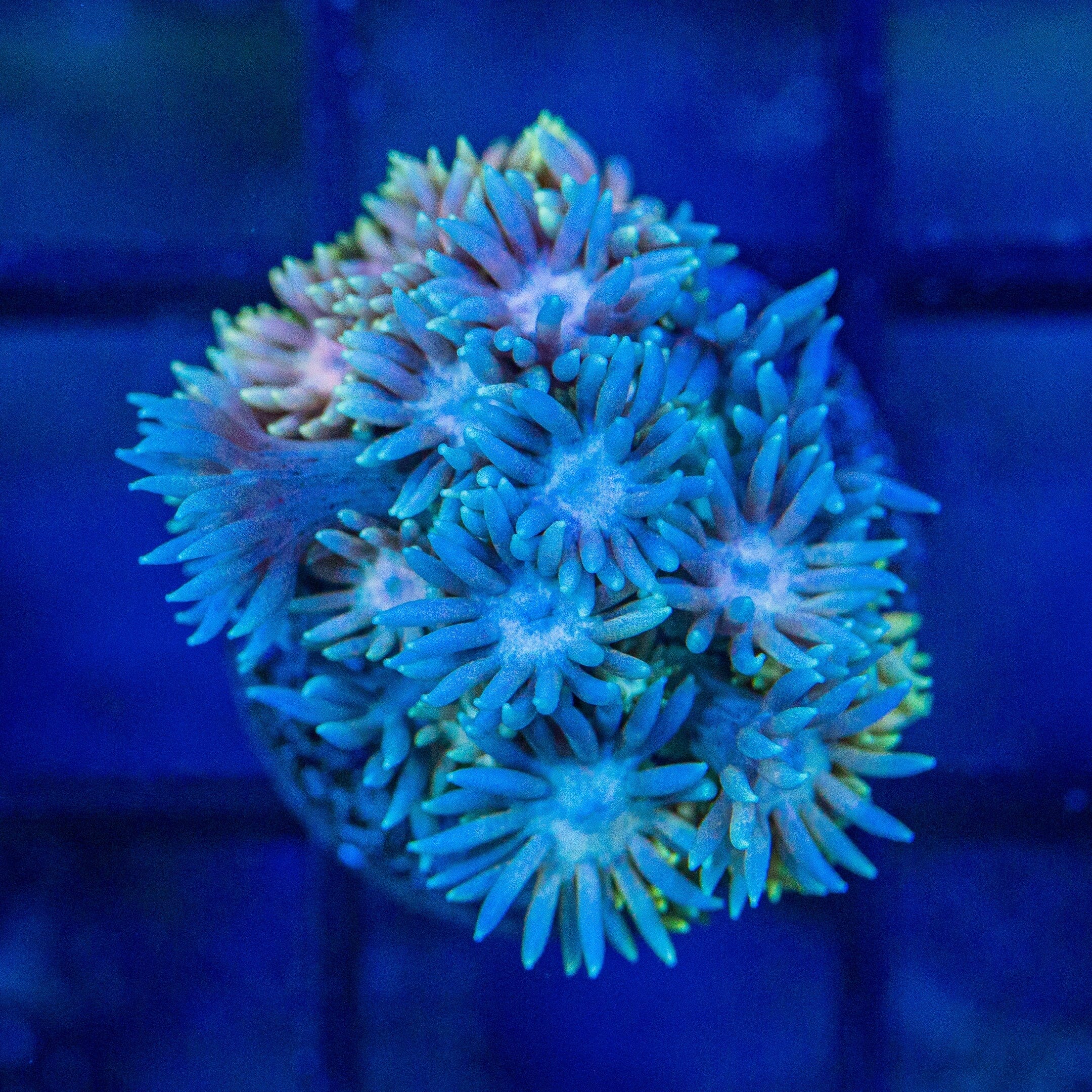 Micro Goniopora - WYSIWYG Frag Reef Lounge Norco 