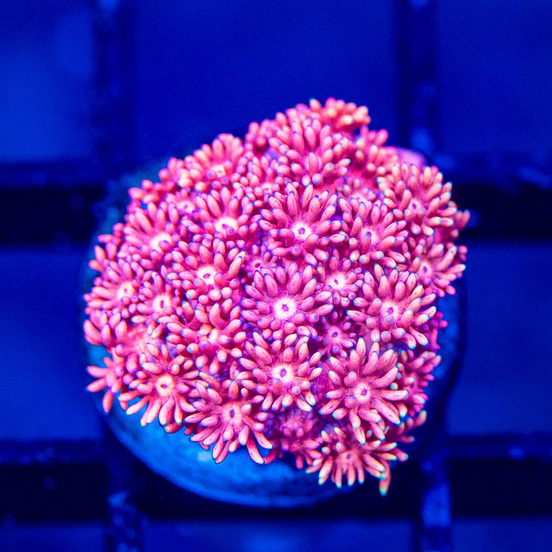 Micro Goniopora - WYSIWYG Frag Reef Lounge Norco 