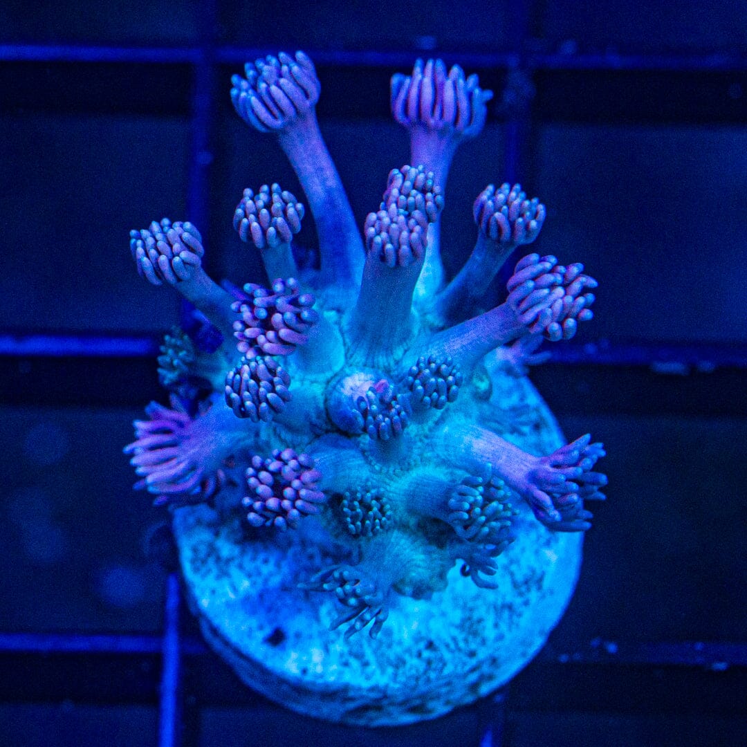 Micro Goniopora - WYSIWYG Frag Reef Lounge Norco 