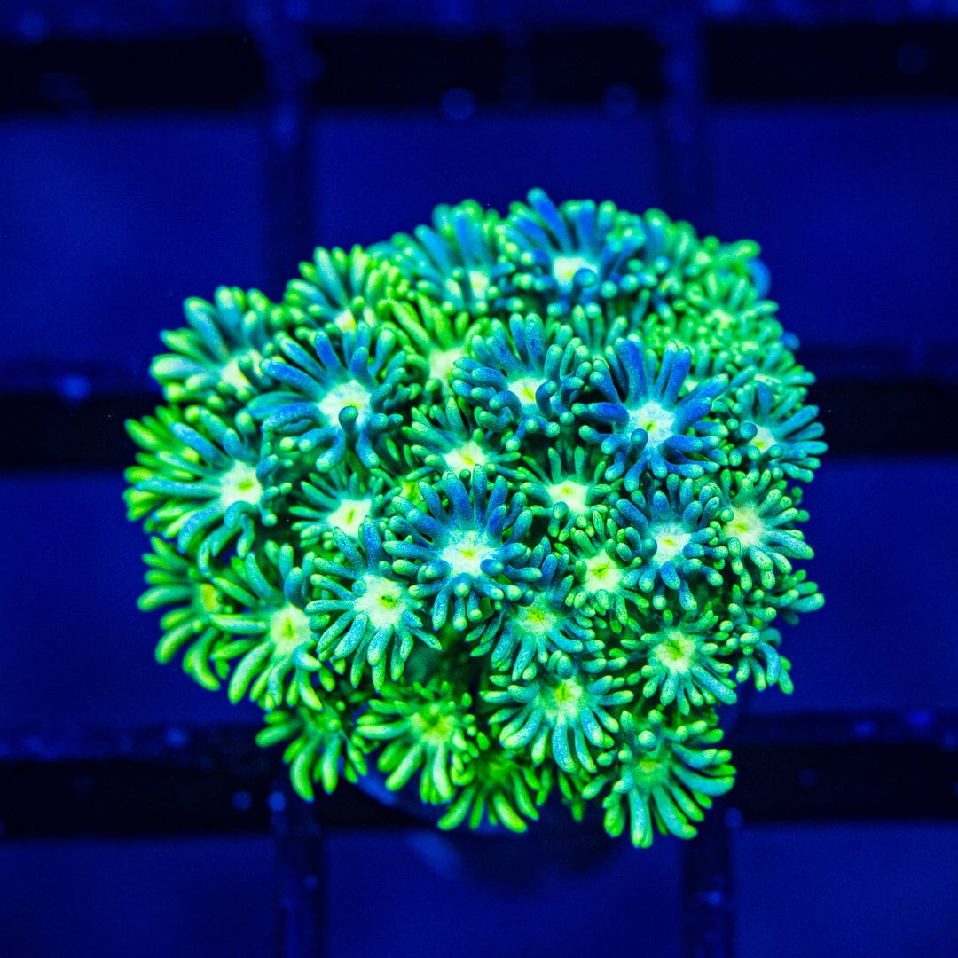 Micro Goniopora - WYSIWYG Frag Reef Lounge Norco 