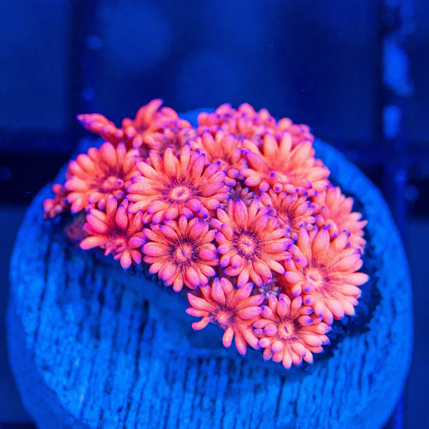 Micro Goniopora - WYSIWYG Frag Reef Lounge Norco 