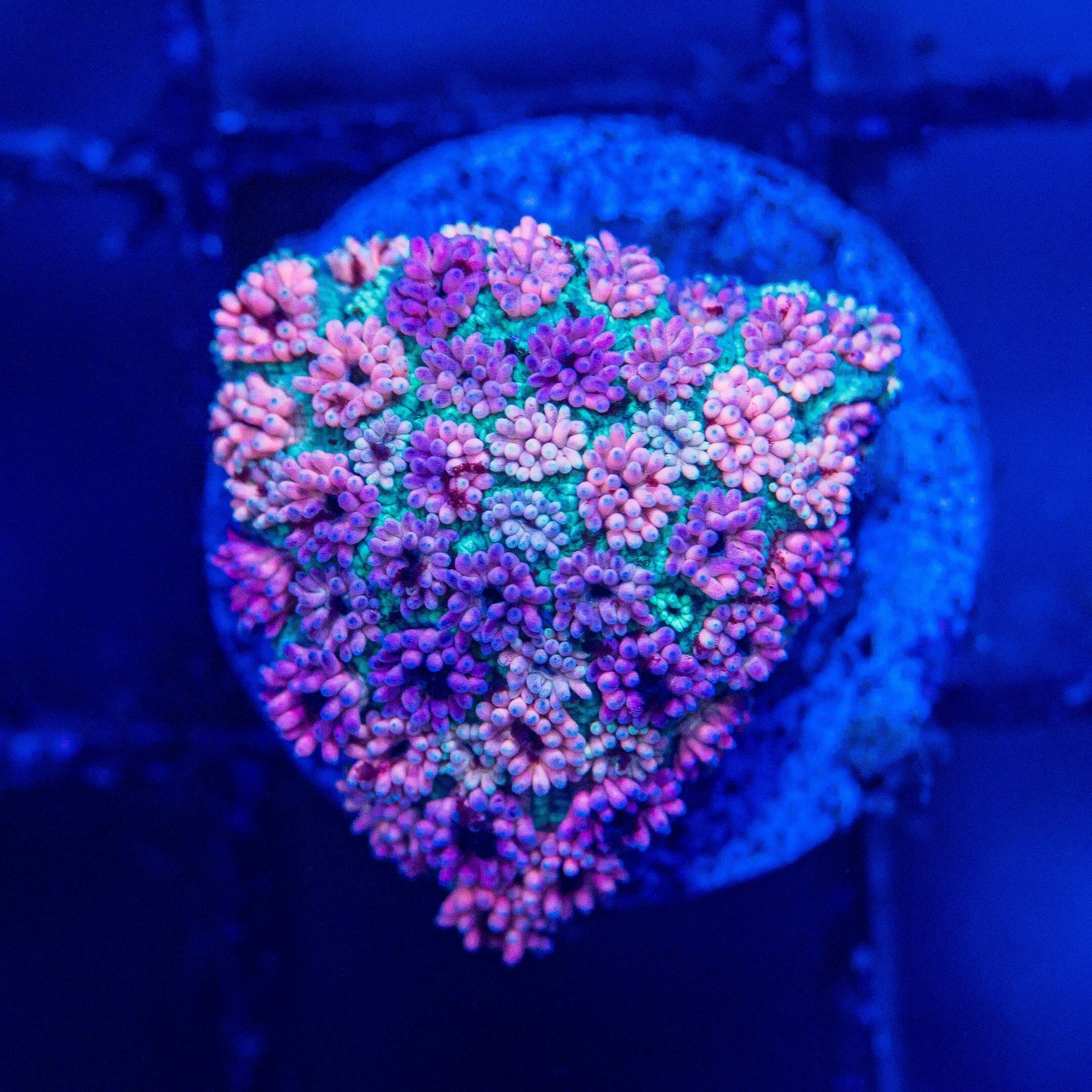 Micro Goniopora - WYSIWYG Frag Reef Lounge Norco 