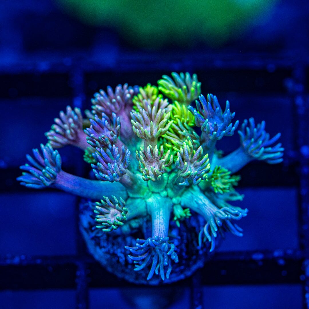 Micro Goniopora - WYSIWYG Frag Reef Lounge Norco 