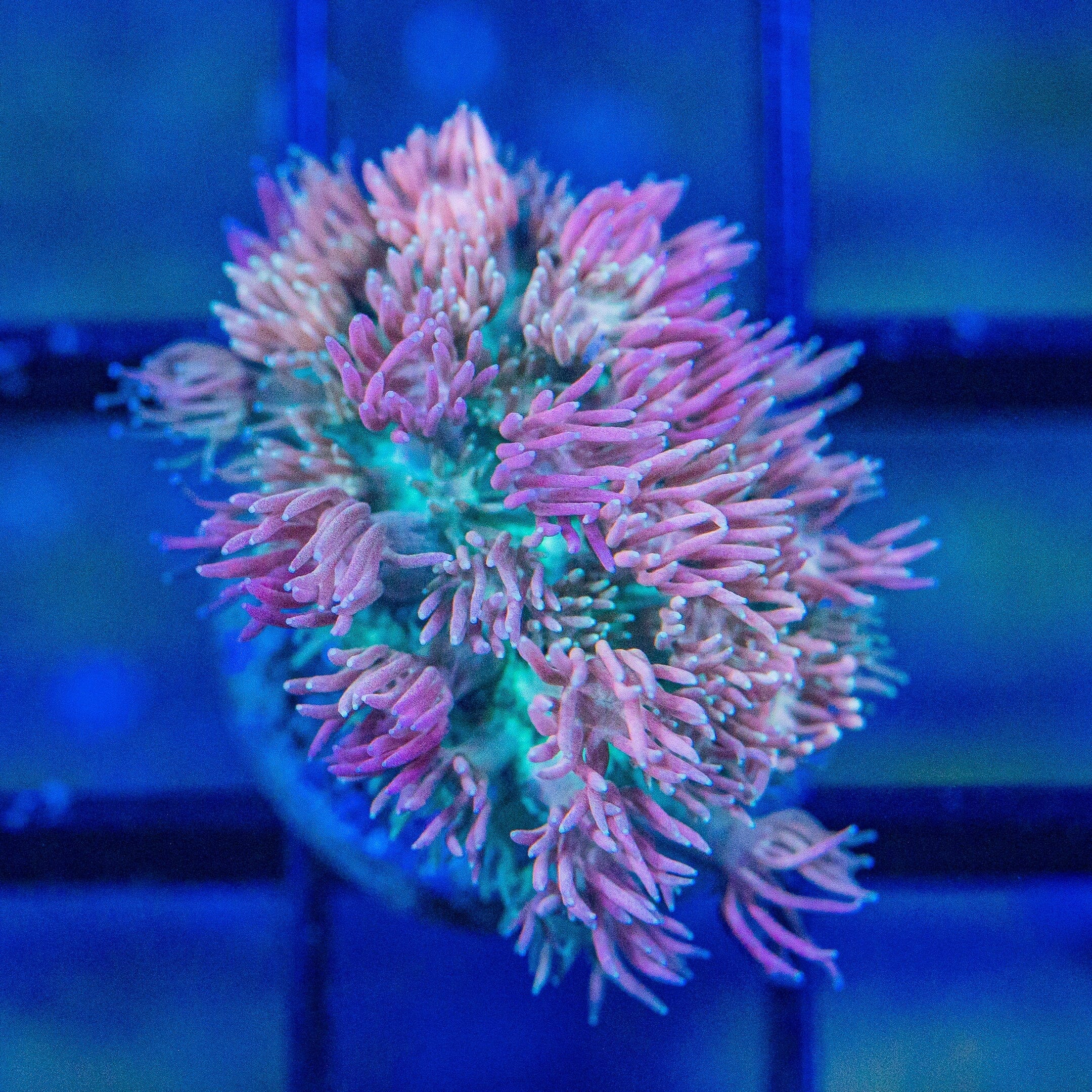 Micro Goniopora - WYSIWYG Frag Reef Lounge Norco 