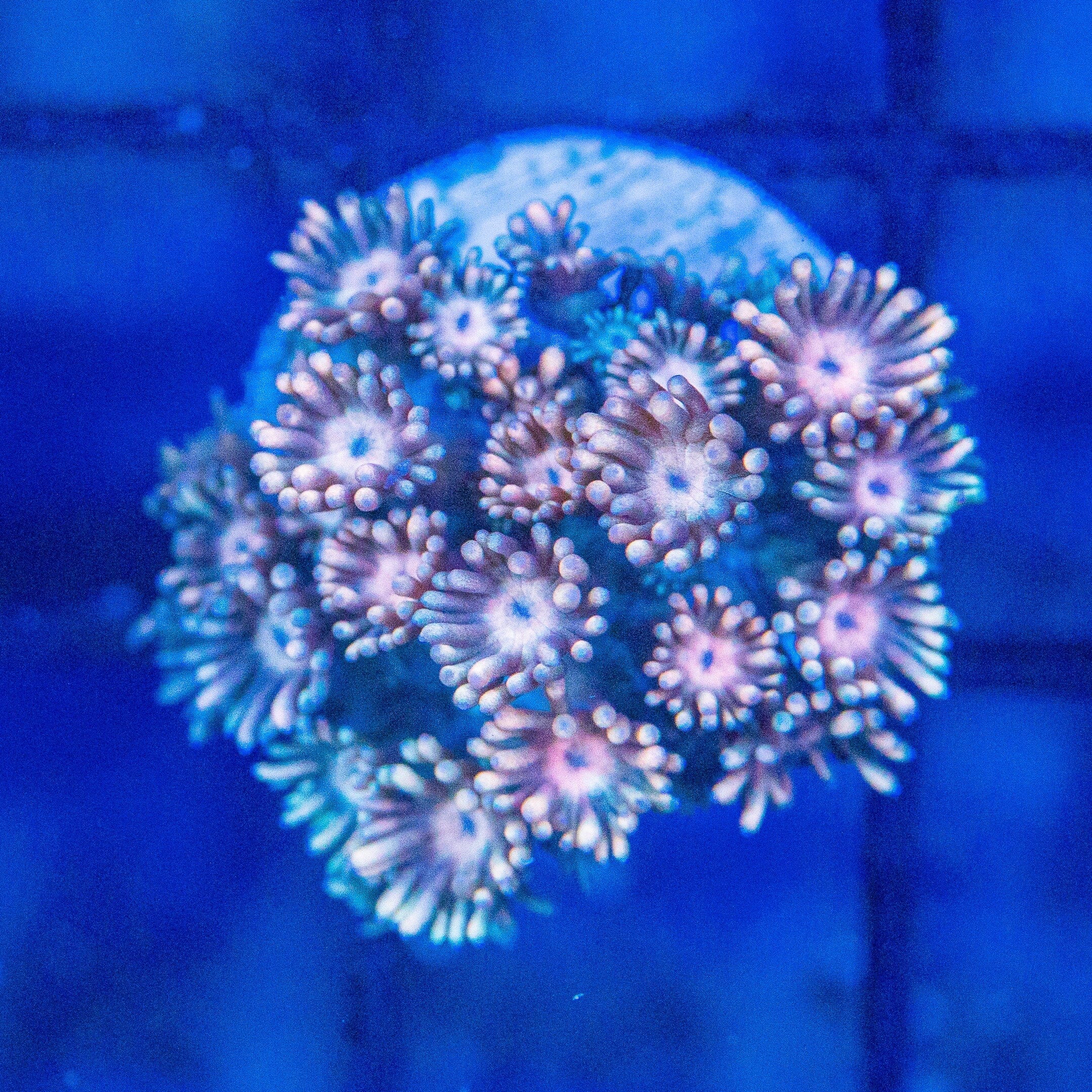 Micro Goniopora - WYSIWYG Frag Reef Lounge Norco 