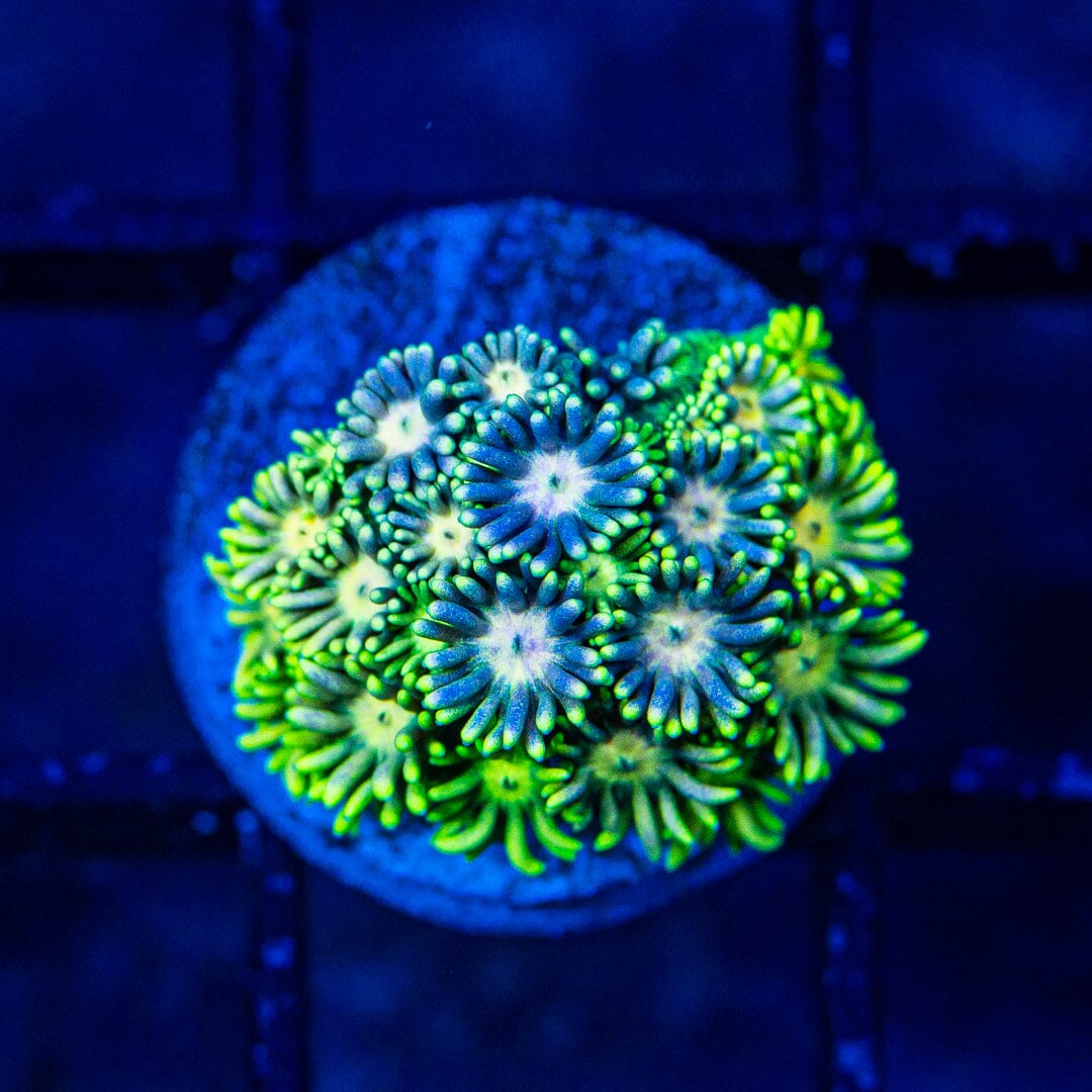 Micro Goniopora - WYSIWYG Frag Reef Lounge Norco 