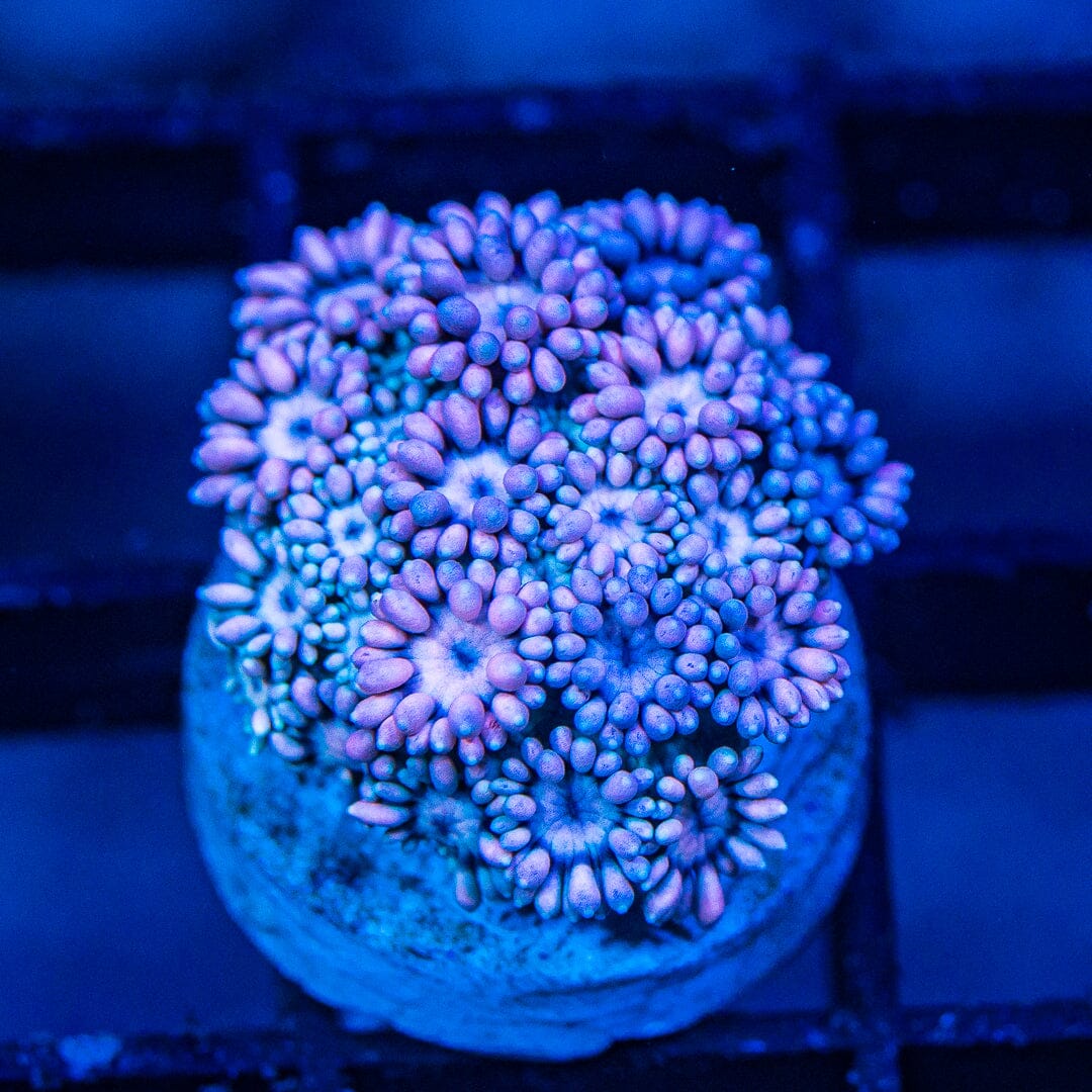 Micro Goniopora - WYSIWYG Frag Reef Lounge Norco 