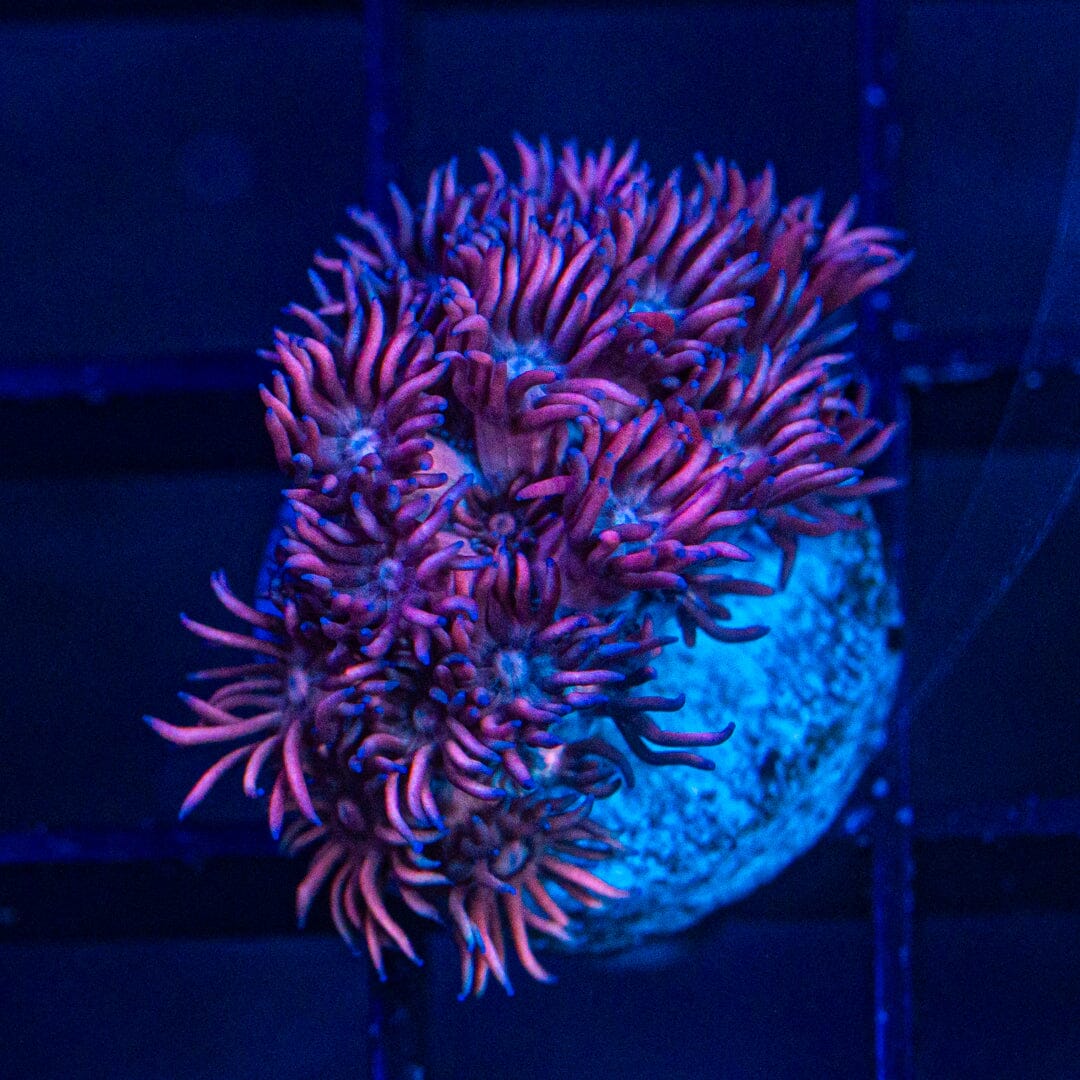 Micro Goniopora - WYSIWYG Frag Reef Lounge Norco 