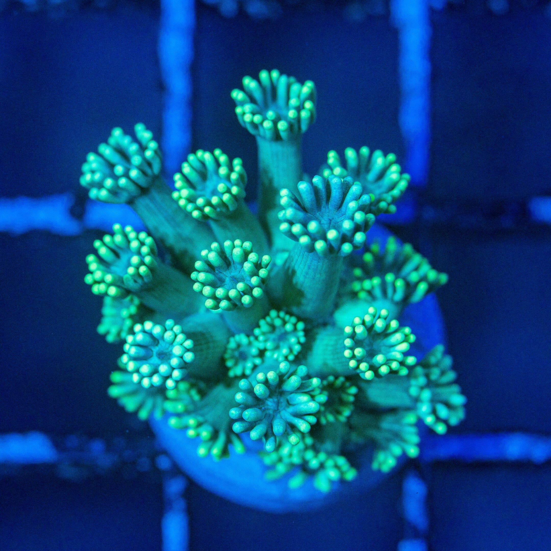 Micro Goniopora - WYSIWYG Frag Reef Lounge Norco 