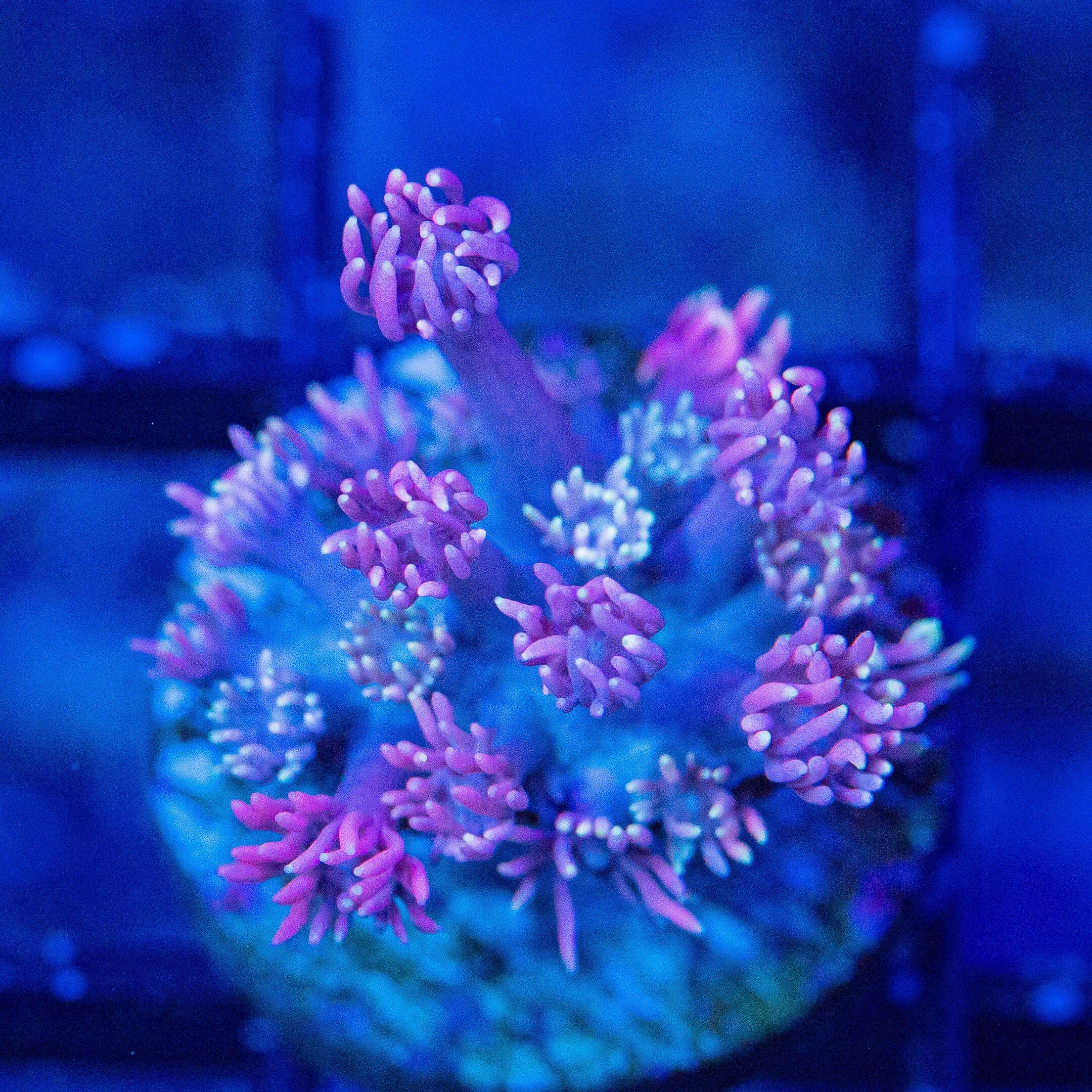 Micro Goniopora - WYSIWYG Frag Reef Lounge Norco 