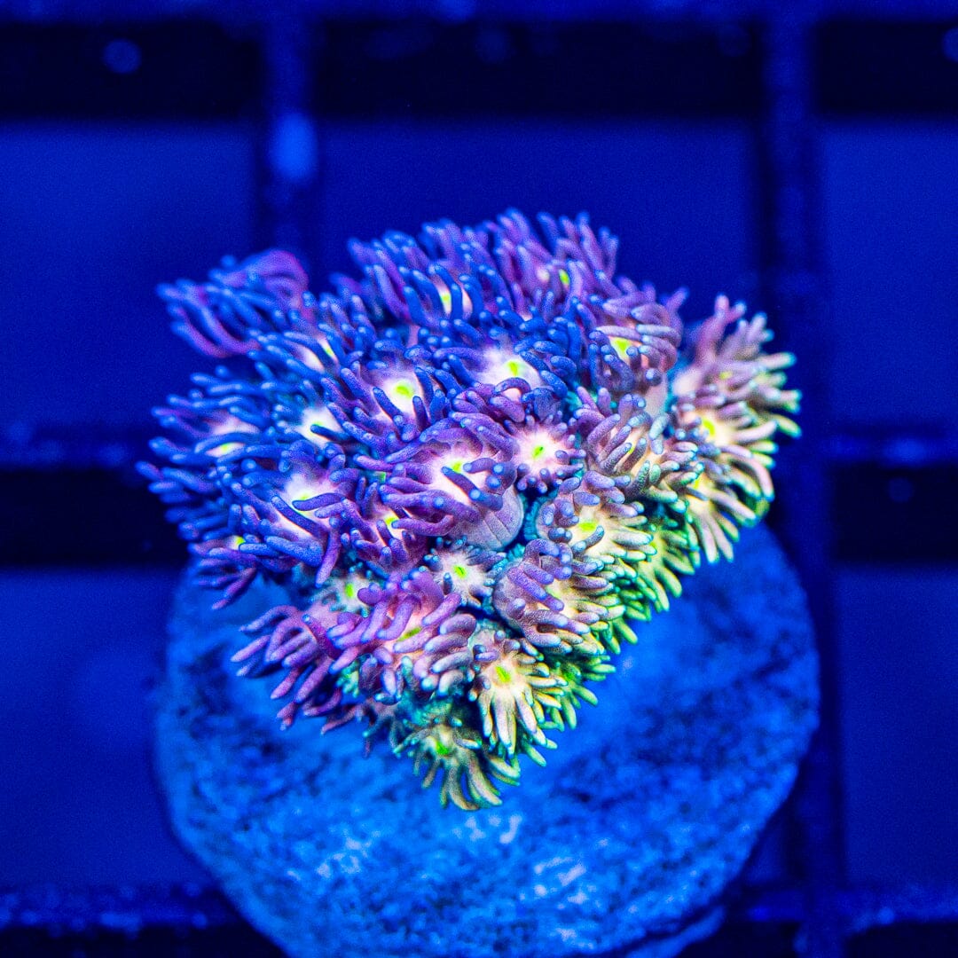 Micro Goniopora - WYSIWYG Frag Reef Lounge Norco 