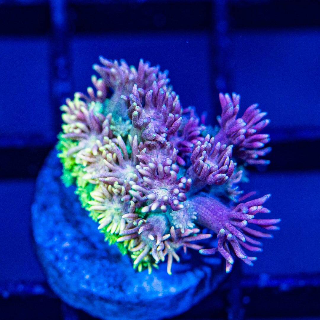 Micro Goniopora - WYSIWYG Frag Reef Lounge Norco 