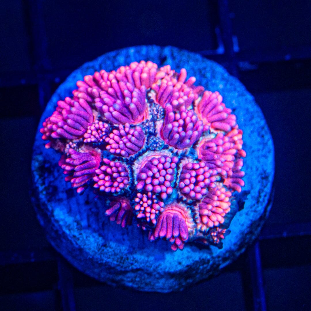 Micro Goniopora - WYSIWYG Frag Reef Lounge Norco 