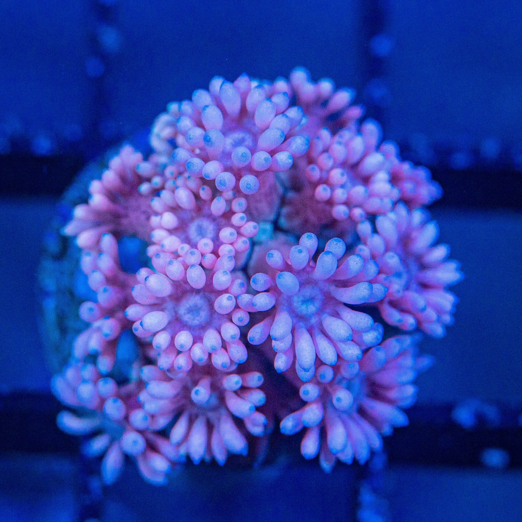 Micro Goniopora - WYSIWYG Frag Reef Lounge Norco 