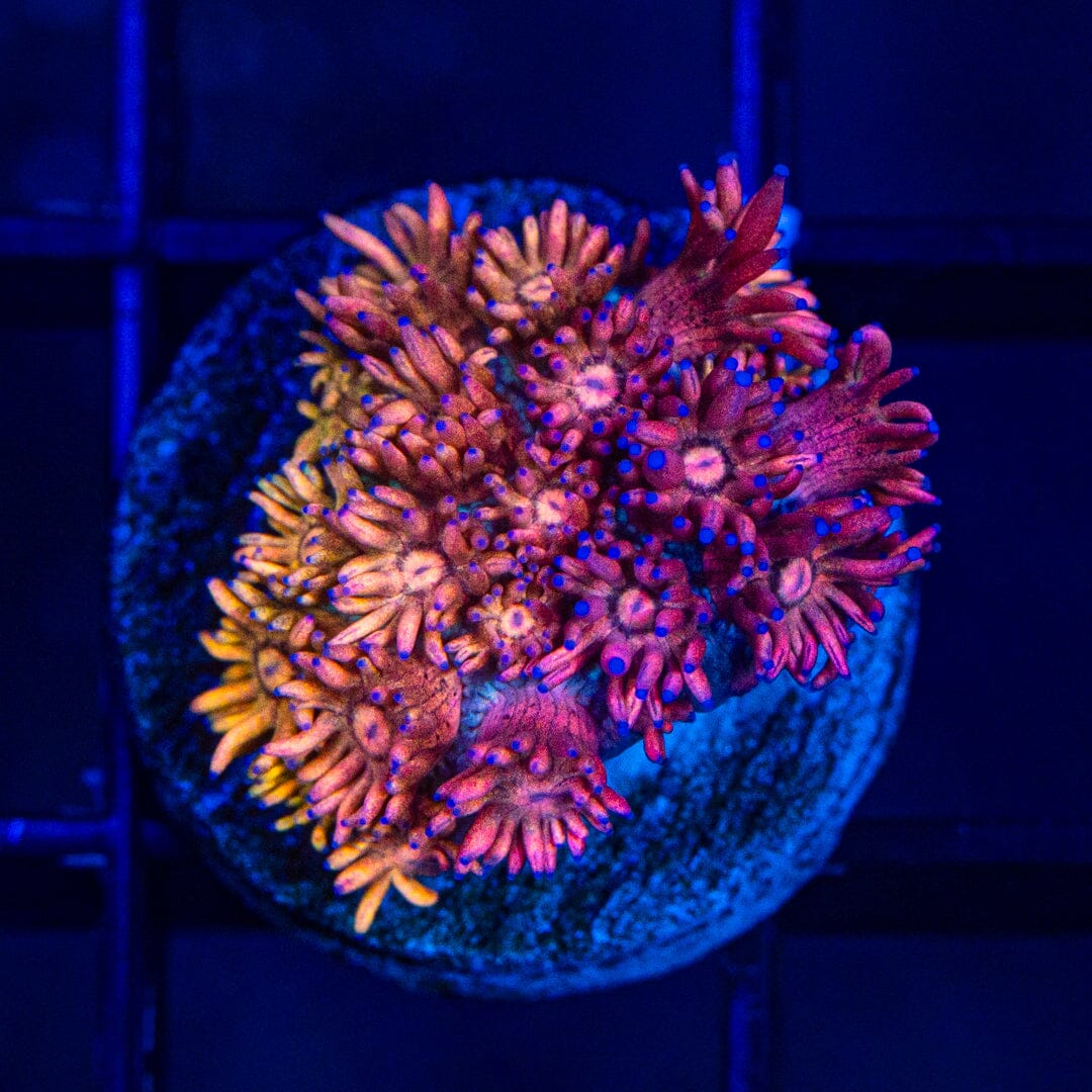 Micro Goniopora - WYSIWYG Frag Reef Lounge Norco 