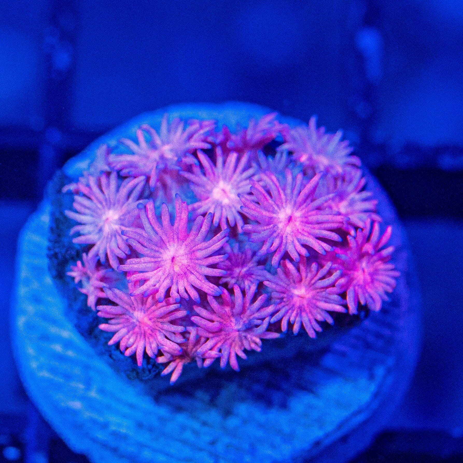 Micro Goniopora - WYSIWYG Frag Reef Lounge Norco 