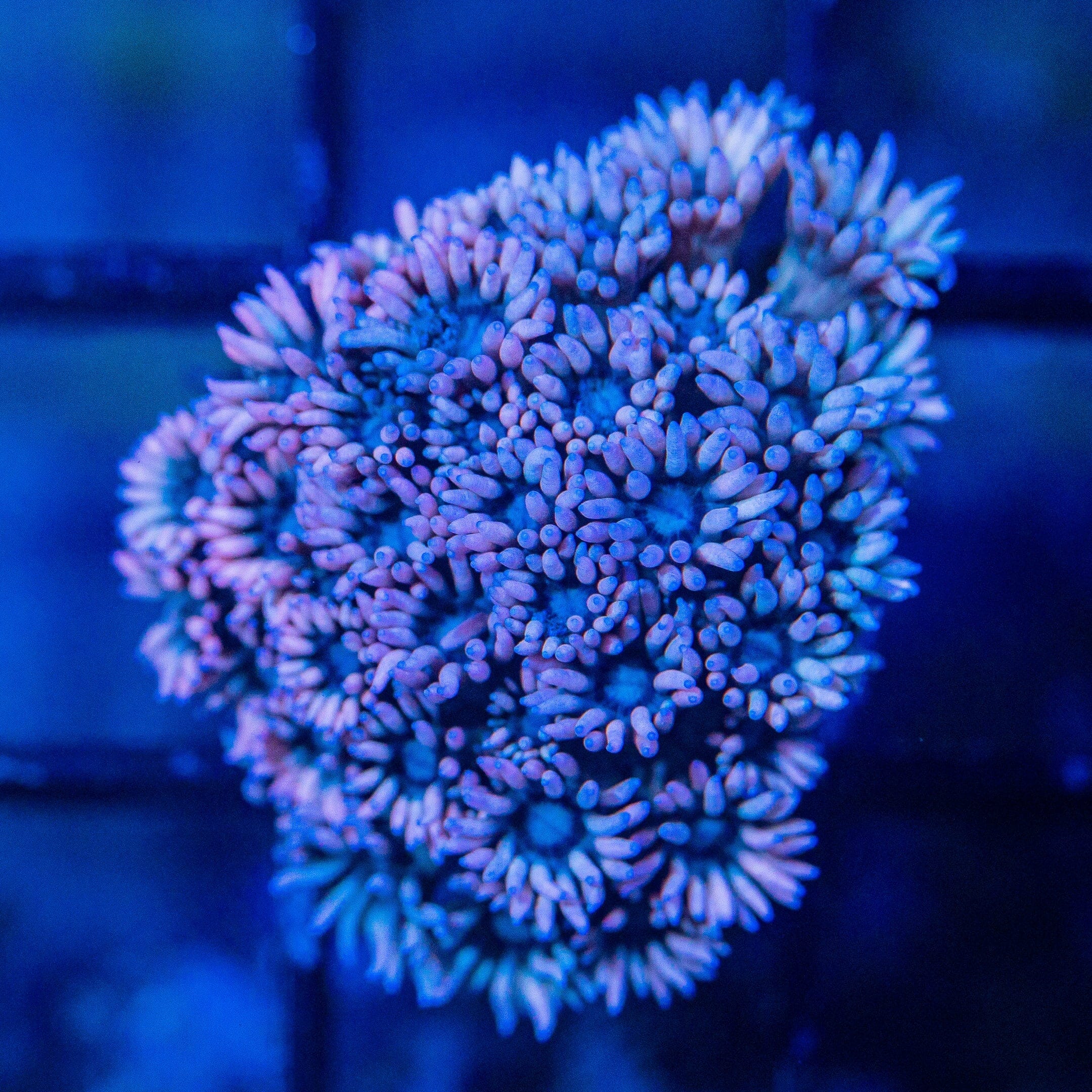 Micro Goniopora - WYSIWYG Frag Reef Lounge Norco 